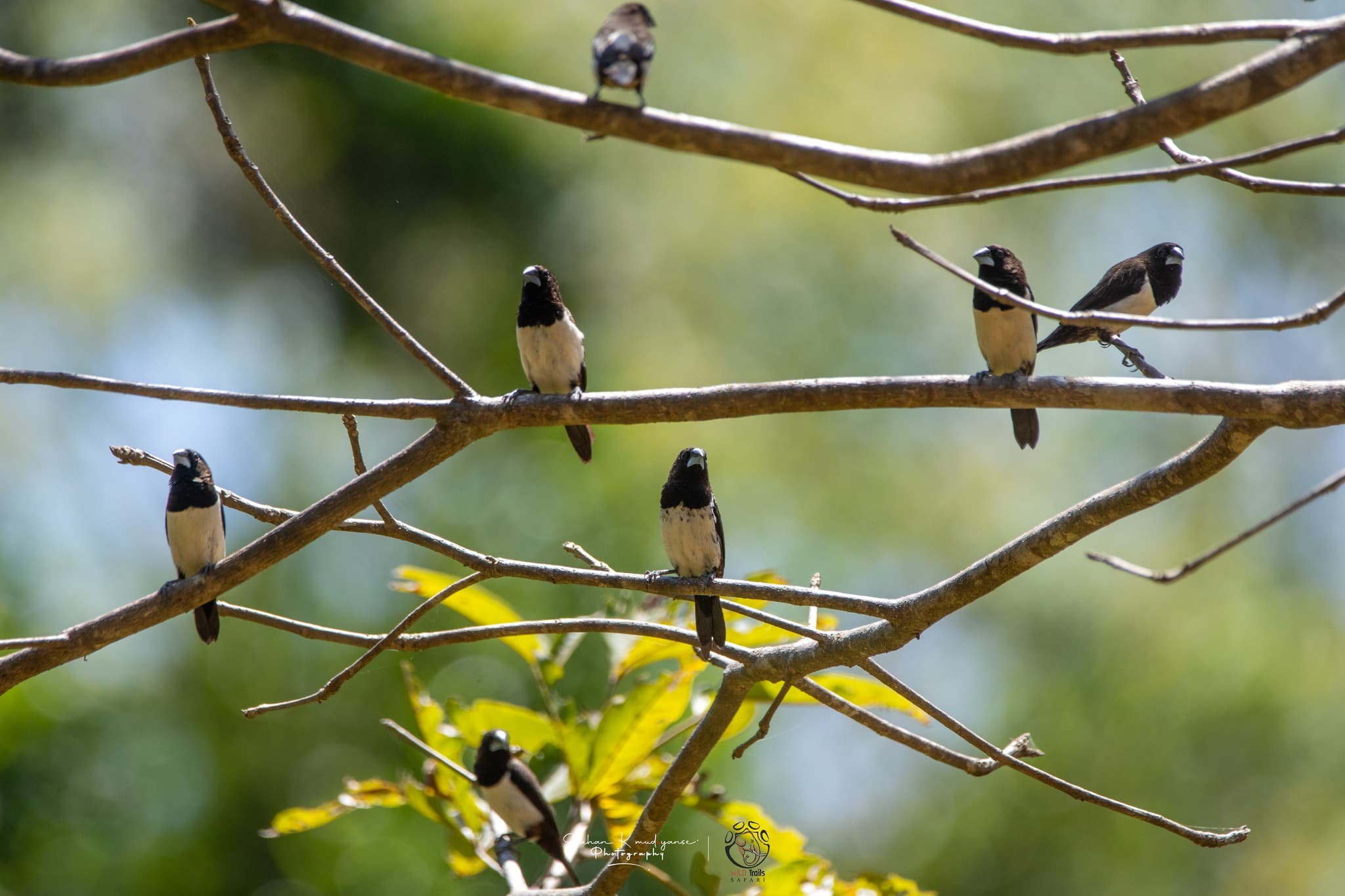 Birdwatching at Palatupana Lagoon Yala National Park during peak migratory season