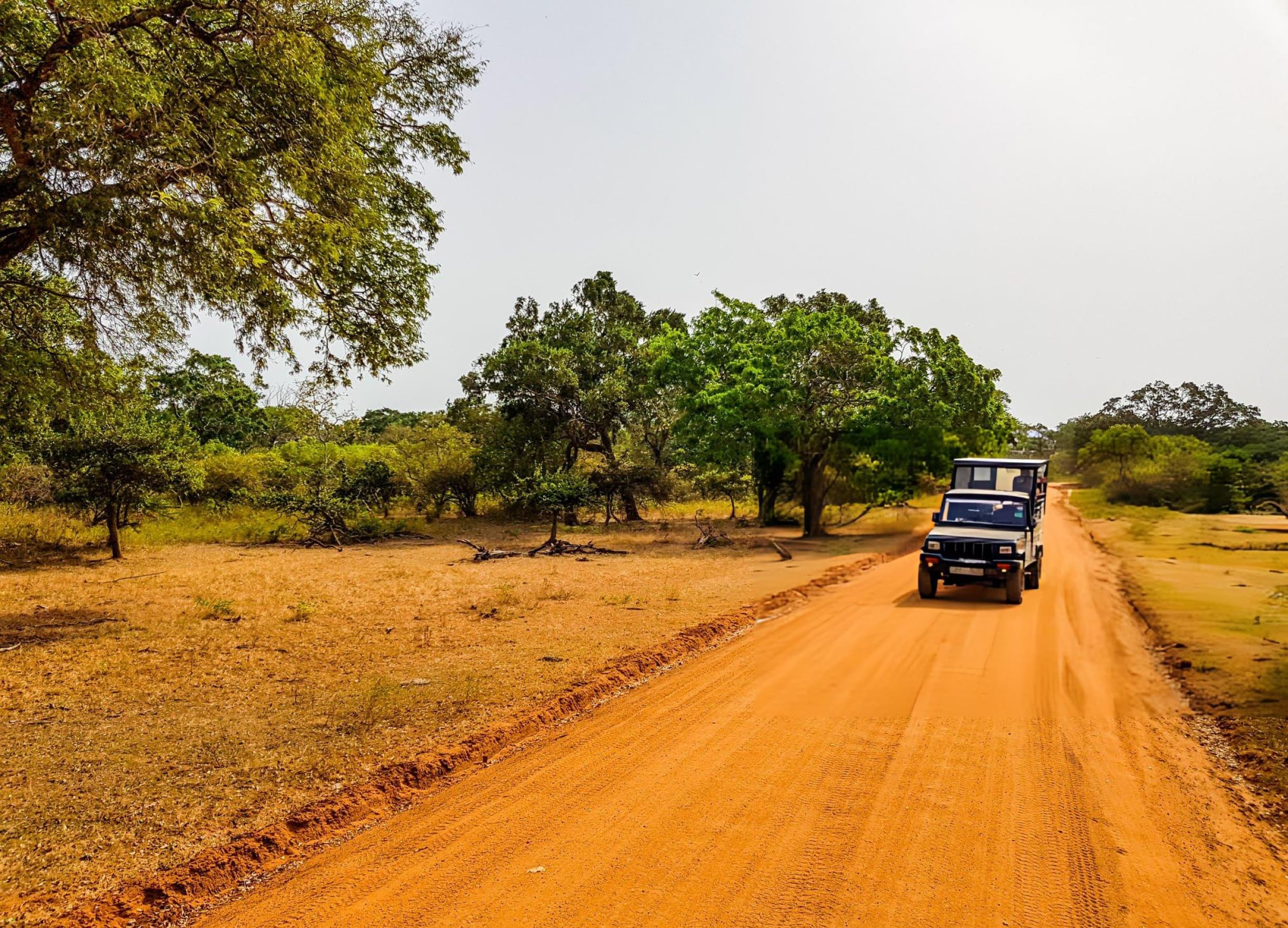 Yala National Park Block 1 during dry season with sparse golden vegetation ideal for leopard spotting