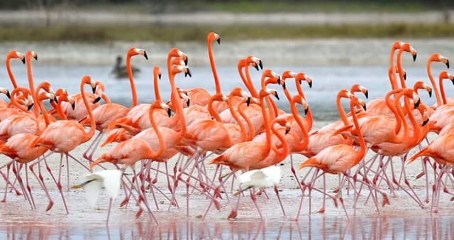 Lesser flamingos at Palatupana Lagoon Yala National Park in January