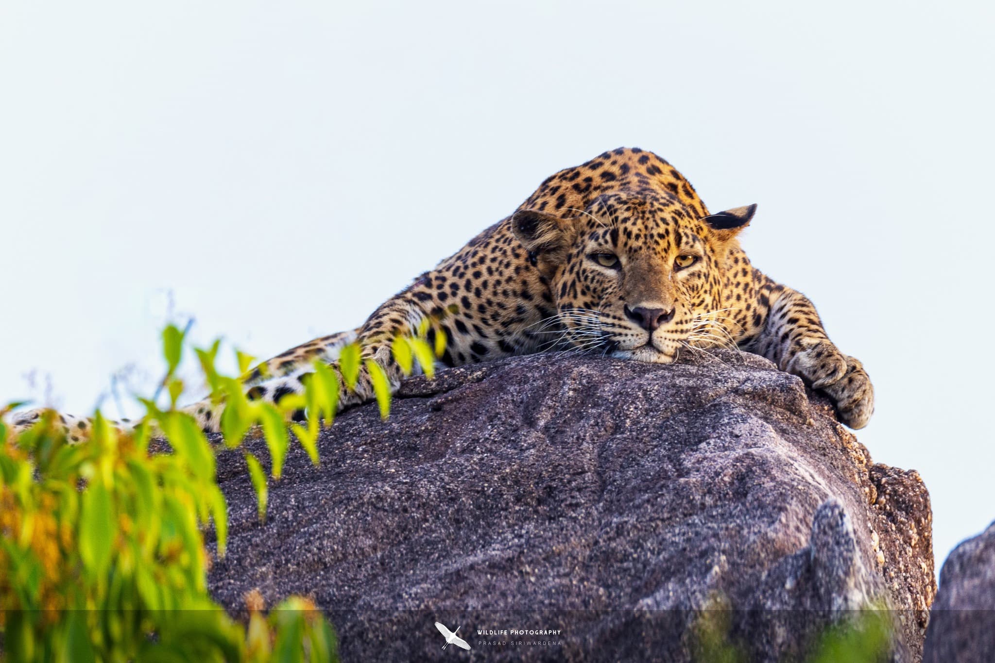 Leopard resting on a rocky outcrop inside Yala National Park Block 1 in March
