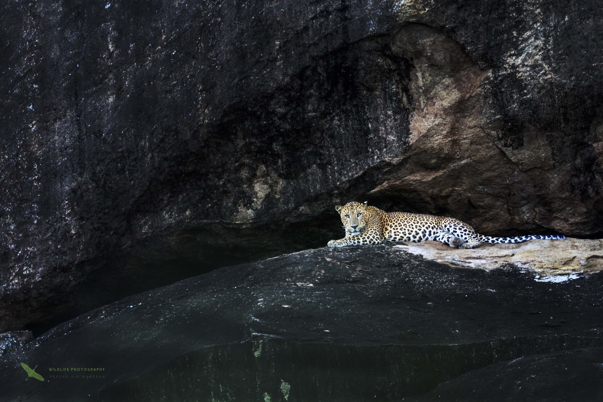 Leopard drinking at the Menik River inside Yala Block 1 in May — peak leopard season