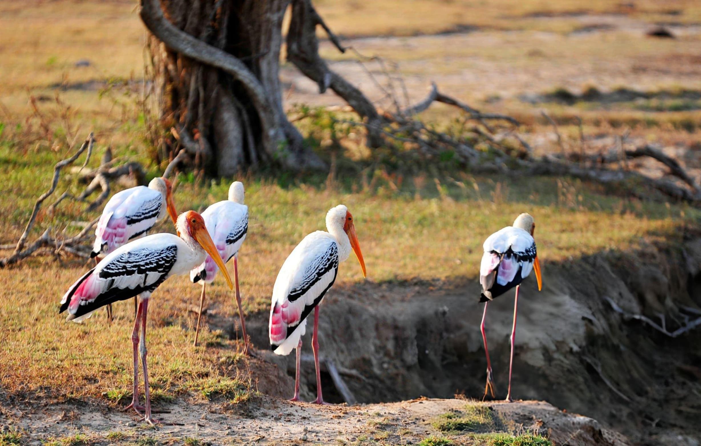 Painted storks and migratory birds at Palatupana Lagoon Yala National Park in November