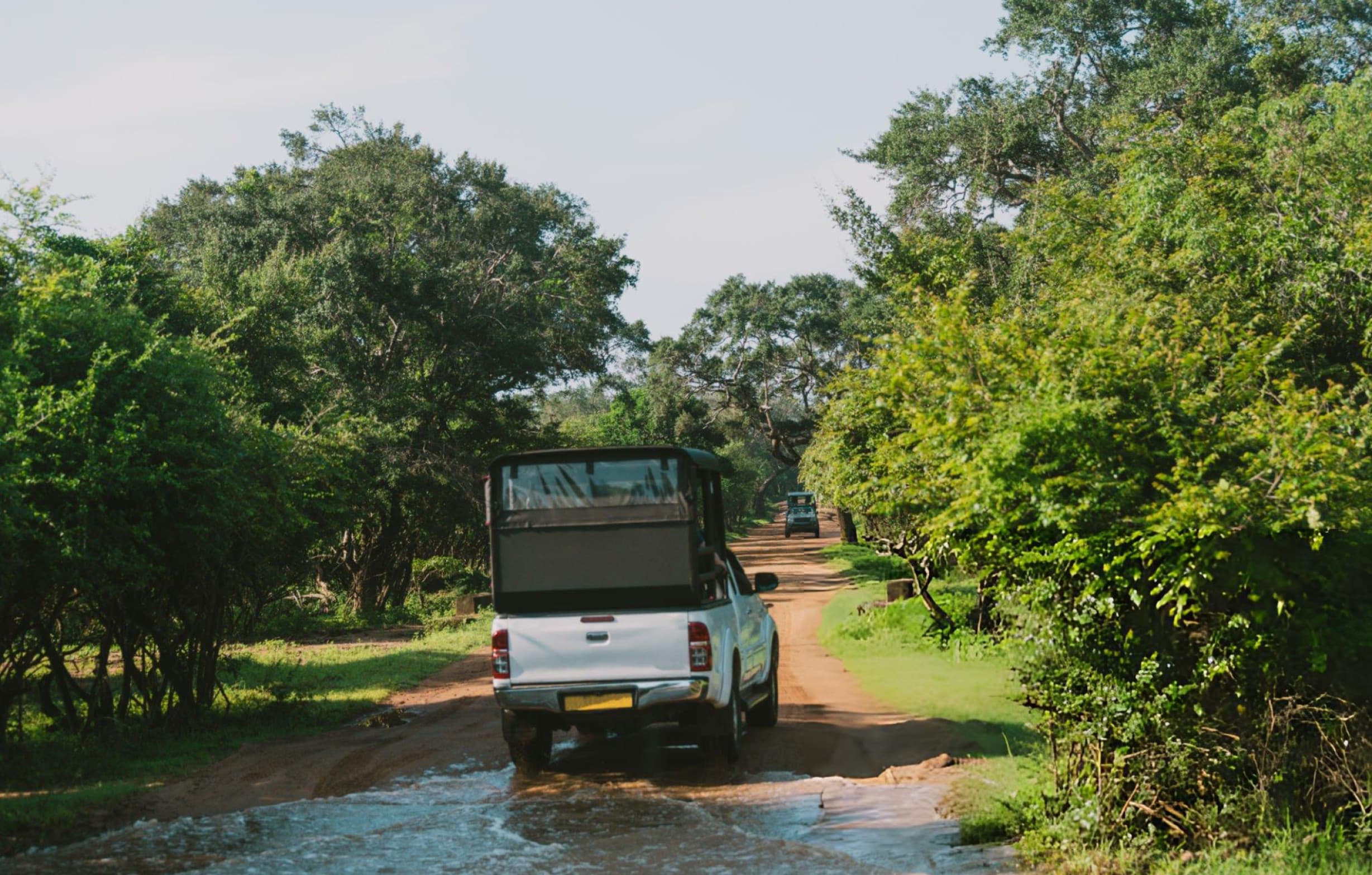 Private jeep safari through lush Block 5/6 wilderness at Yala during wet season