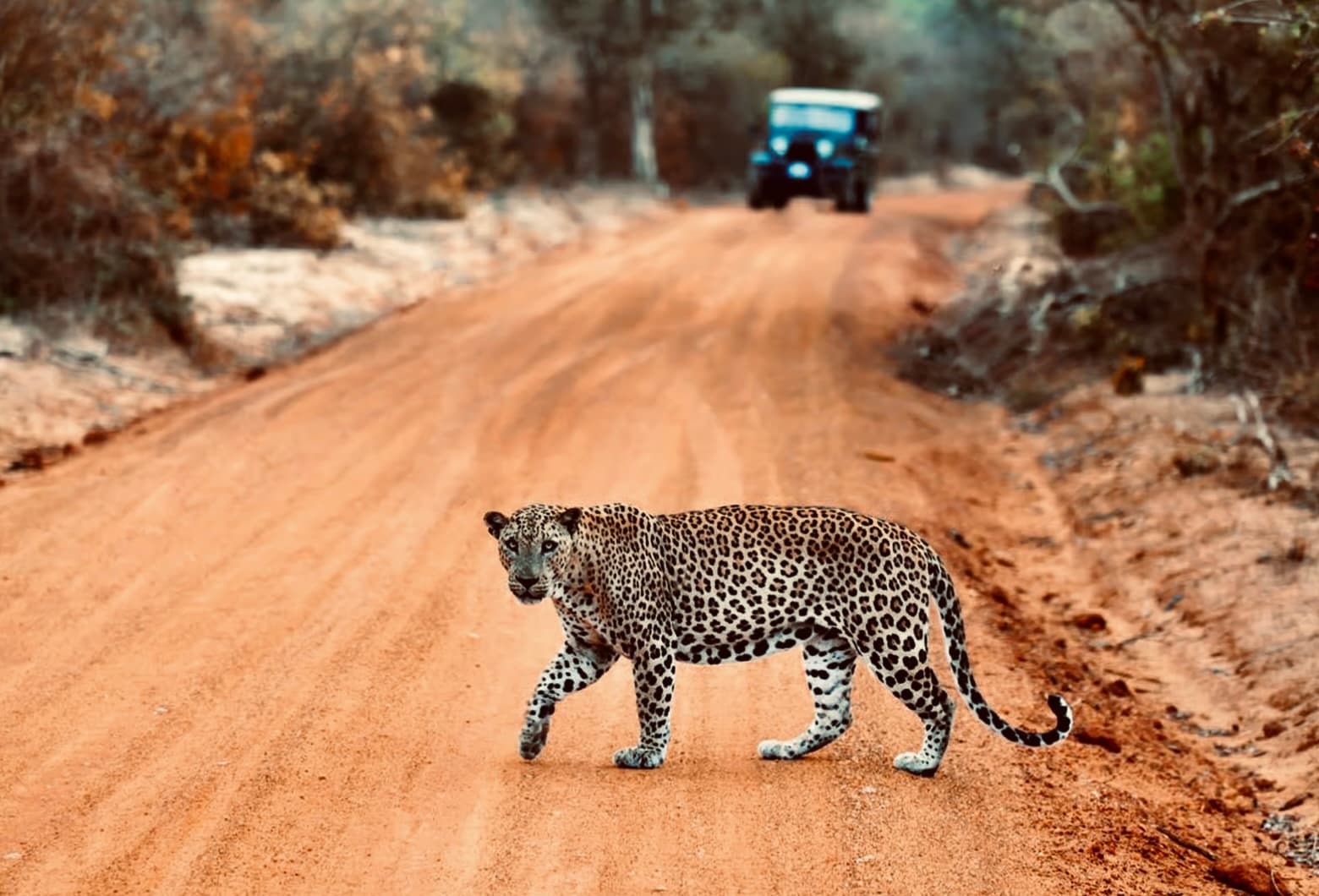 Best Time to Visit Yala National Park: Complete Seasonal Safari Guide