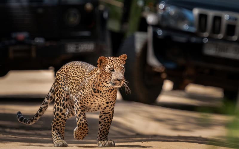 Leopard in natural habitat inside Yala National Park Block 1 demonstrating year-round presence
