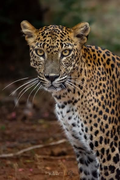 Close up of a named and individually identified leopard in Yala National Park Block 1 showing the depth of guide knowledge at Yala