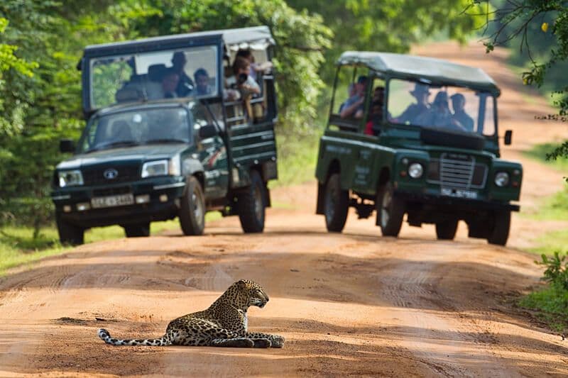 Leopard sighting at Yala National Park Block 1 showing the close, clear encounters that make Yala the world's premier leopard safari destination