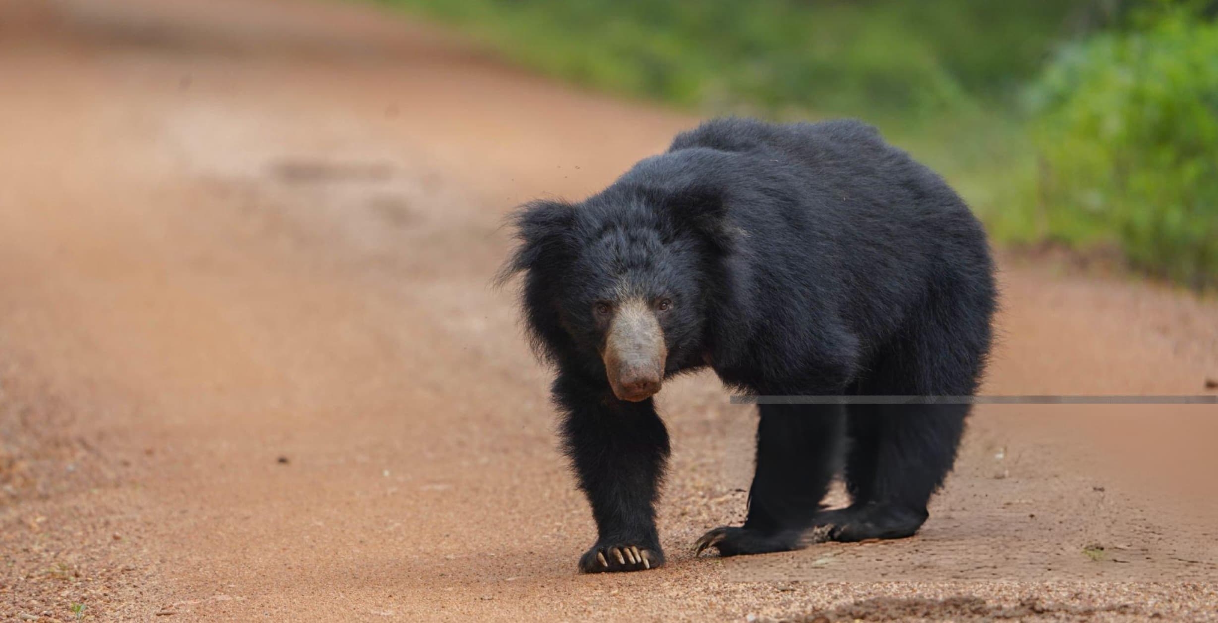 Sloth bear in dense forest environment at Wilpattu National Park Sri Lanka showing the different encounter character compared to Yala