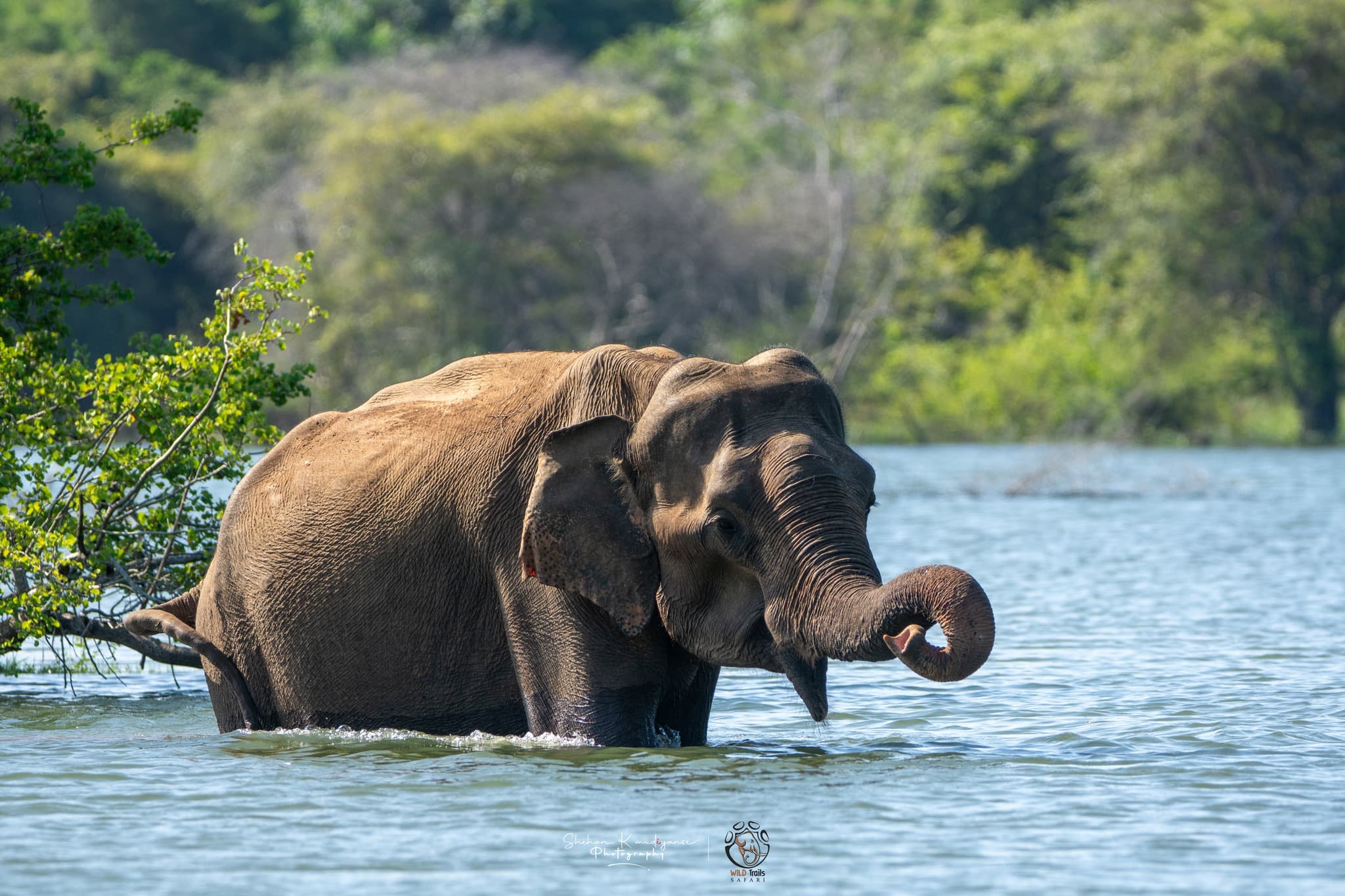Sri Lanka wildlife safari itinerary incorporating both Yala National Park in the south and Wilpattu National Park in the northwest