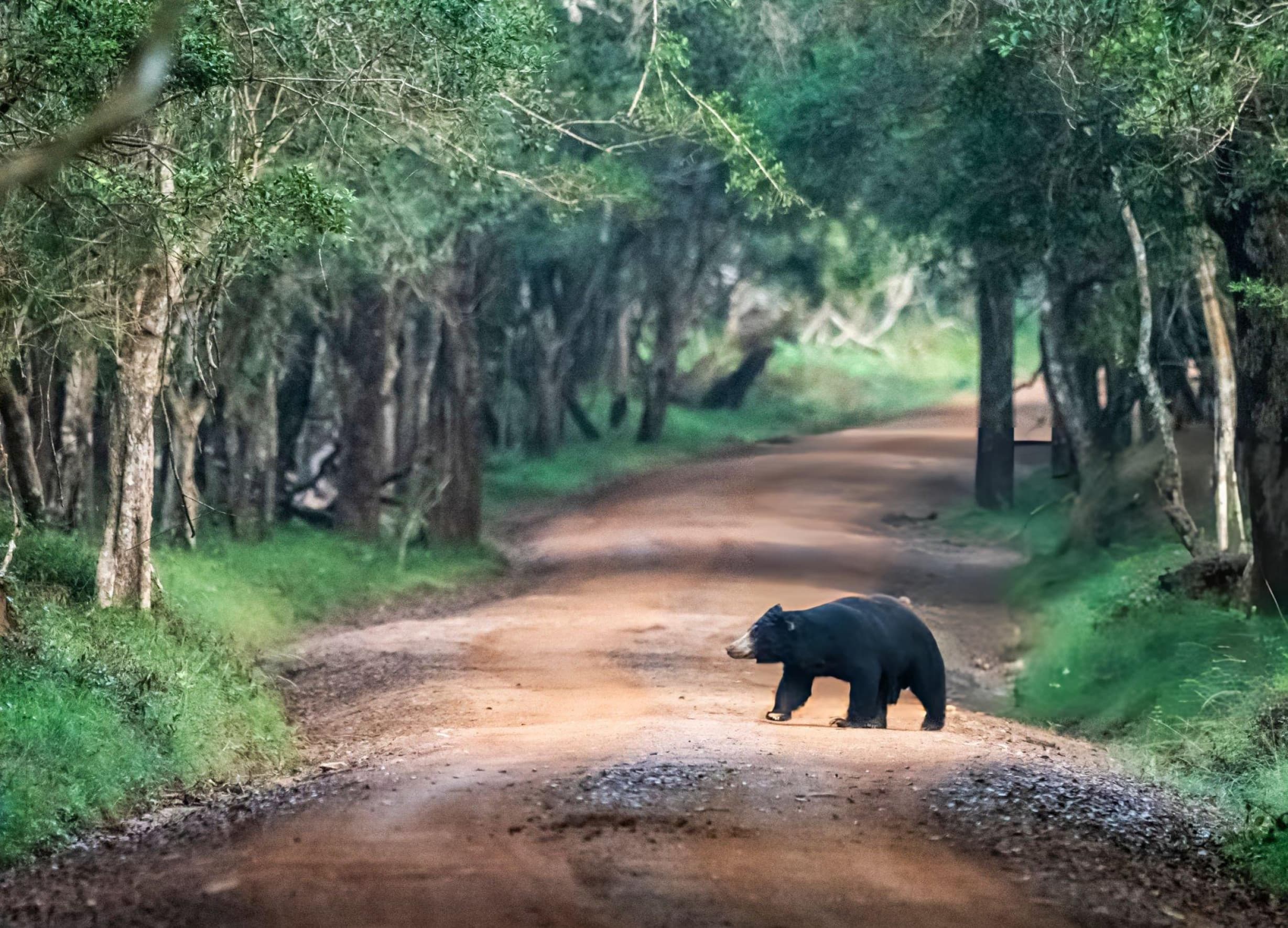 Empty jeep track through Wilpattu National Park forest with no other vehicles showing the solitude that distinguishes Wilpattu from peak season Yala