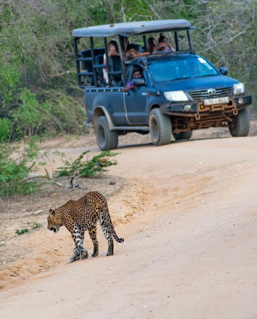 Yala National Park Block 1 in April showing peak dry season conditions with sparse vegetation and excellent leopard visibility