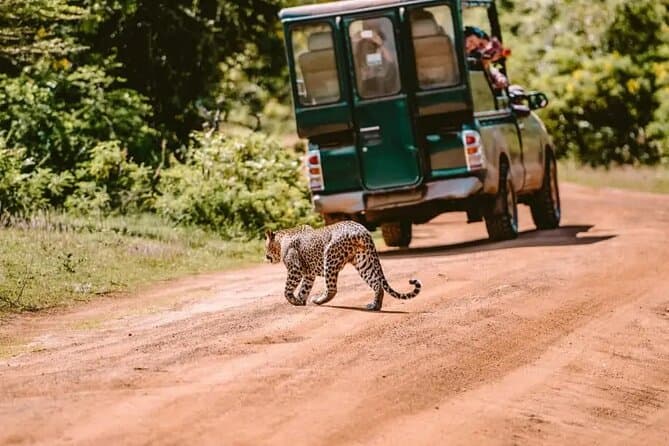 Children watching a wild leopard from a private safari jeep at Yala National Park with wonder and excitement