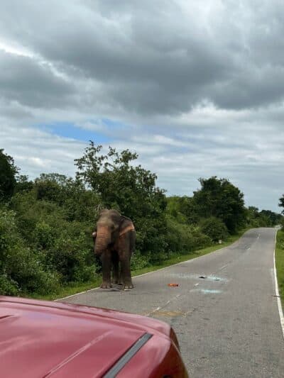 Dramatic mountain road descending from Ella through the Sri Lankan hill country toward the Southern Province and Yala National Park