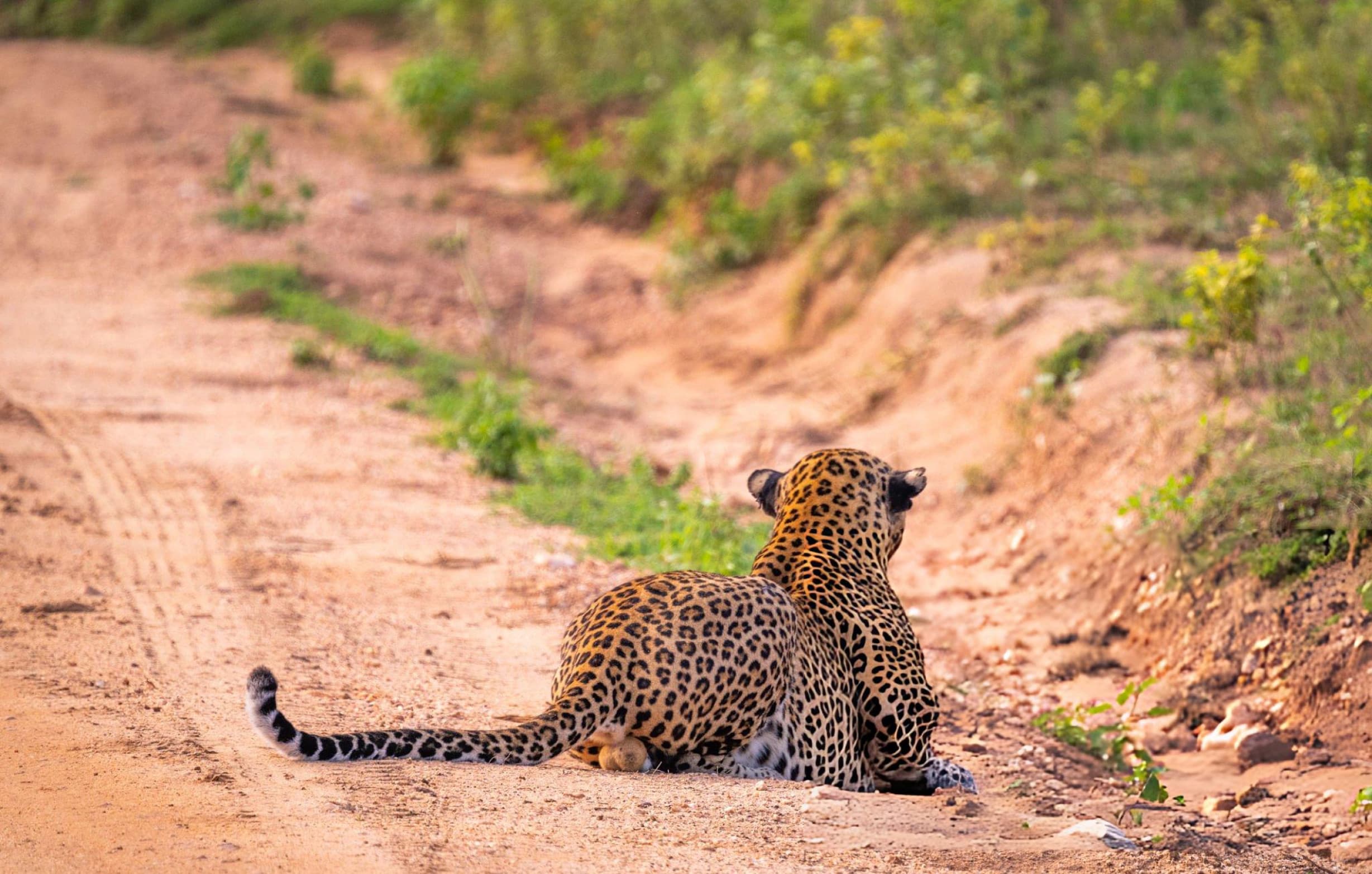 Yala National Park Block 1 during dry season with sparse golden vegetation providing maximum leopard visibility