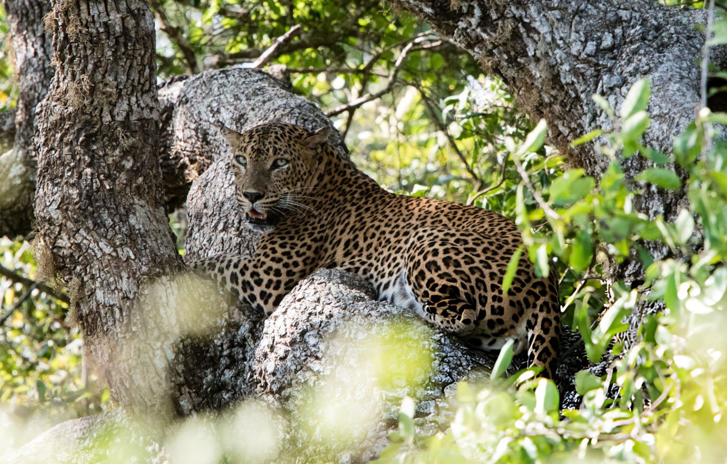 Leopard partially hidden in dense wet season vegetation inside Yala National Park Block 1 illustrating the challenge of wet season sightings