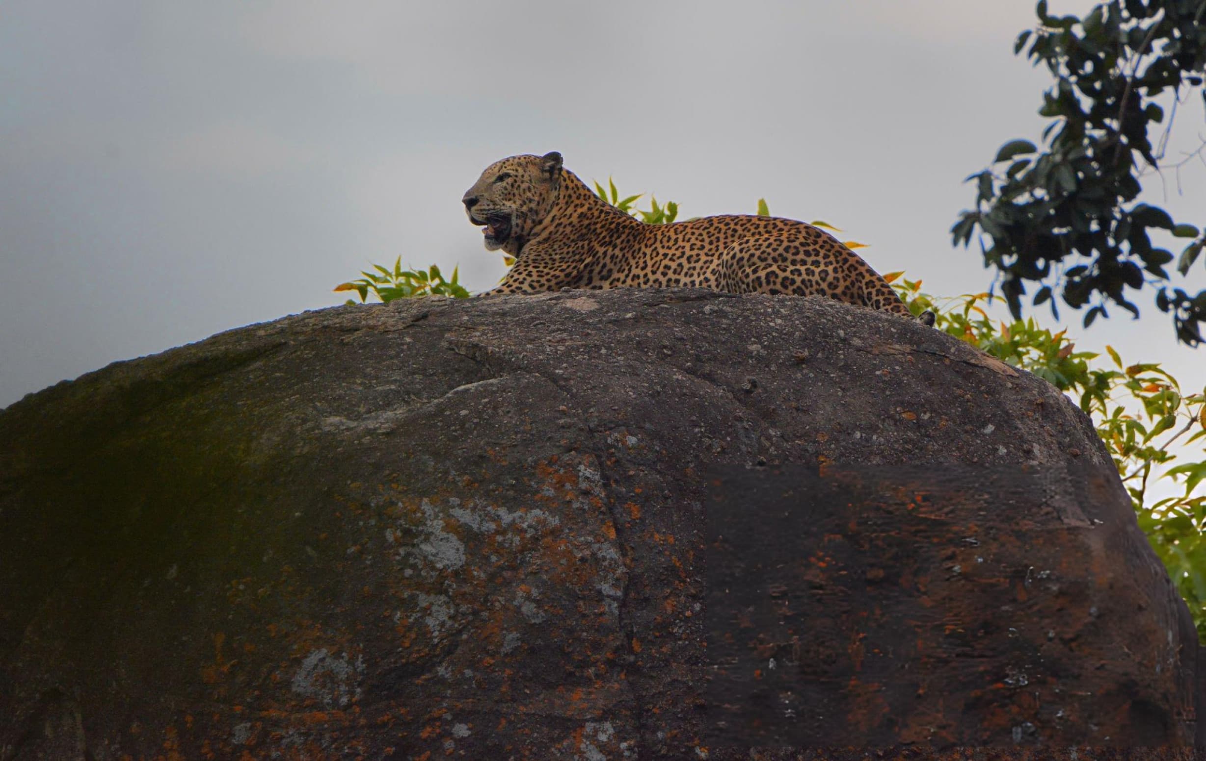 Yala leopard sitting calmly on a rock with a safari jeep nearby demonstrating the habituation that makes Yala sightings possible
