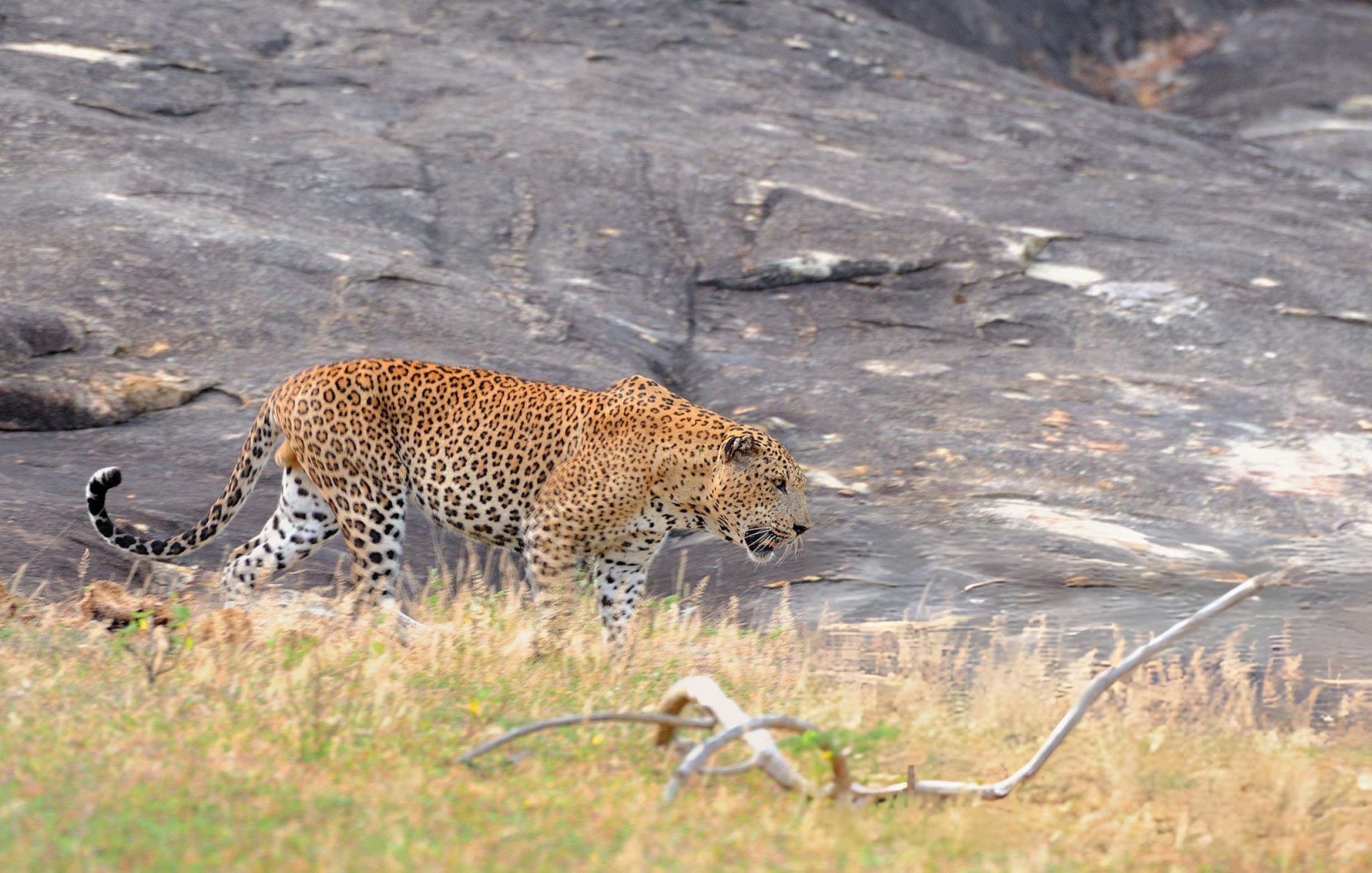 Leopard in hunting crouch position moving slowly through open scrub in Yala National Park Block 1