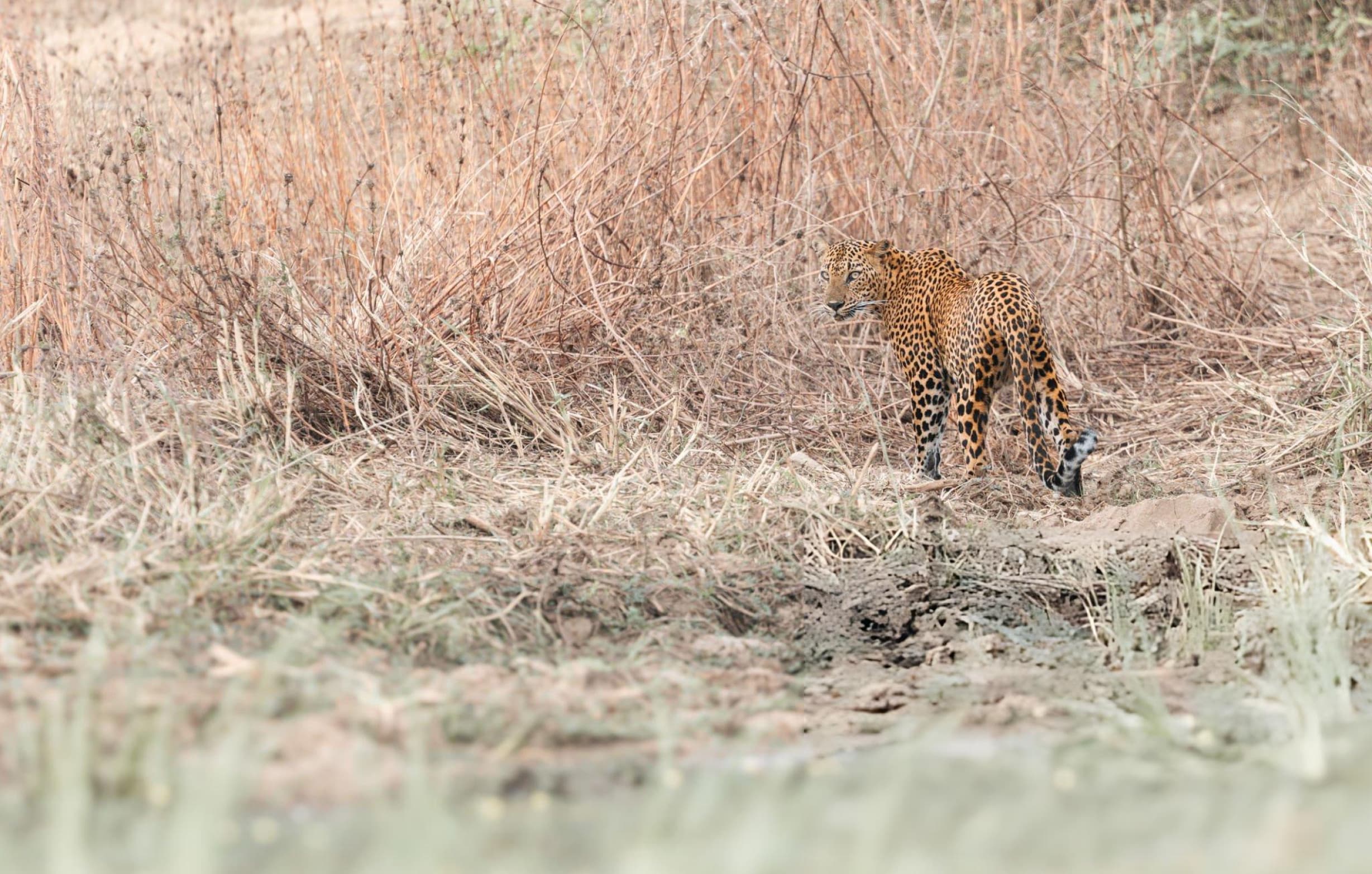 Menik River corridor inside Yala National Park Block 1 showing key leopard territory and water source