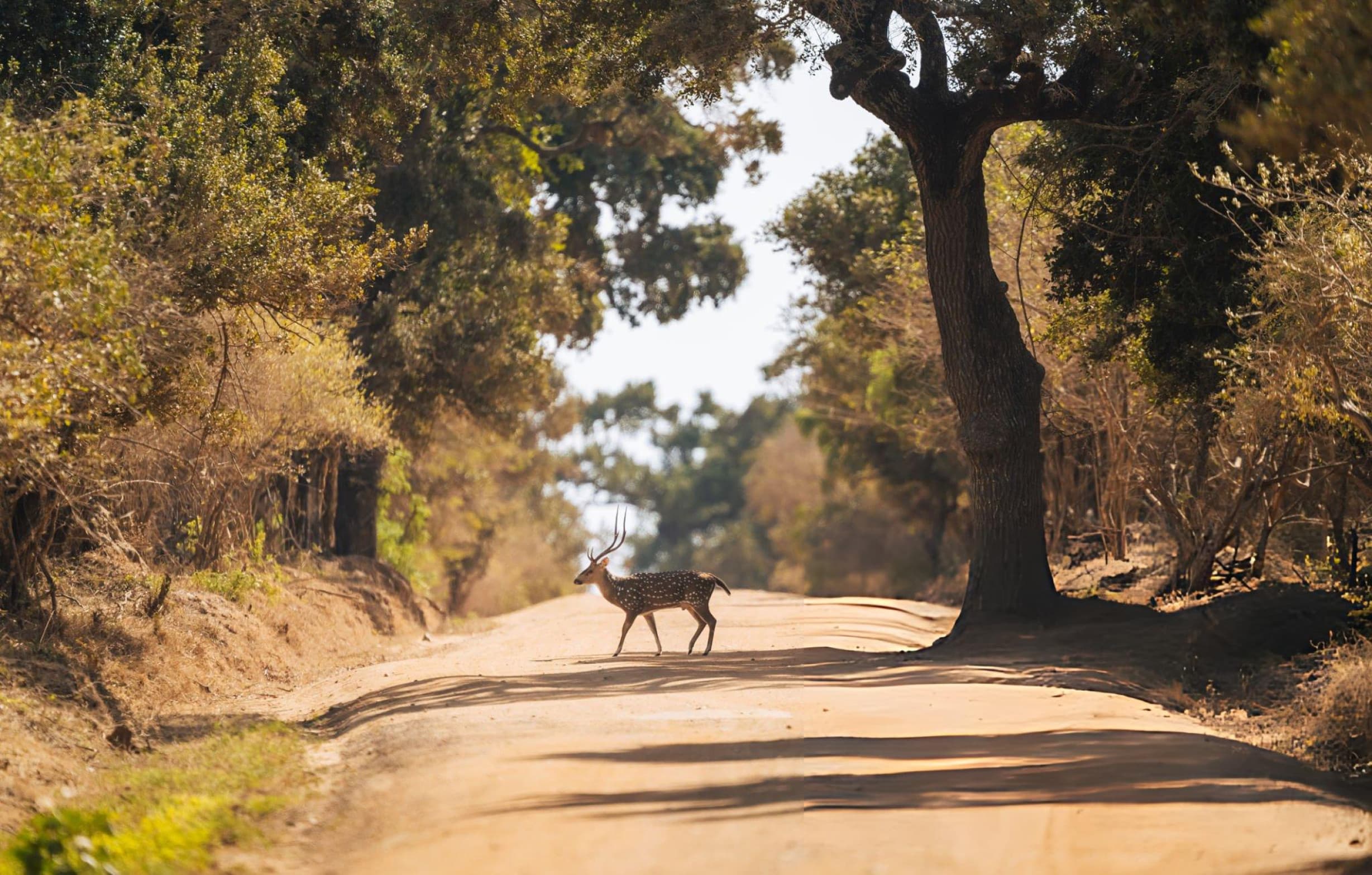 Spotted deer giving alarm call in Yala National Park Block 1 signaling the presence of a nearby leopard