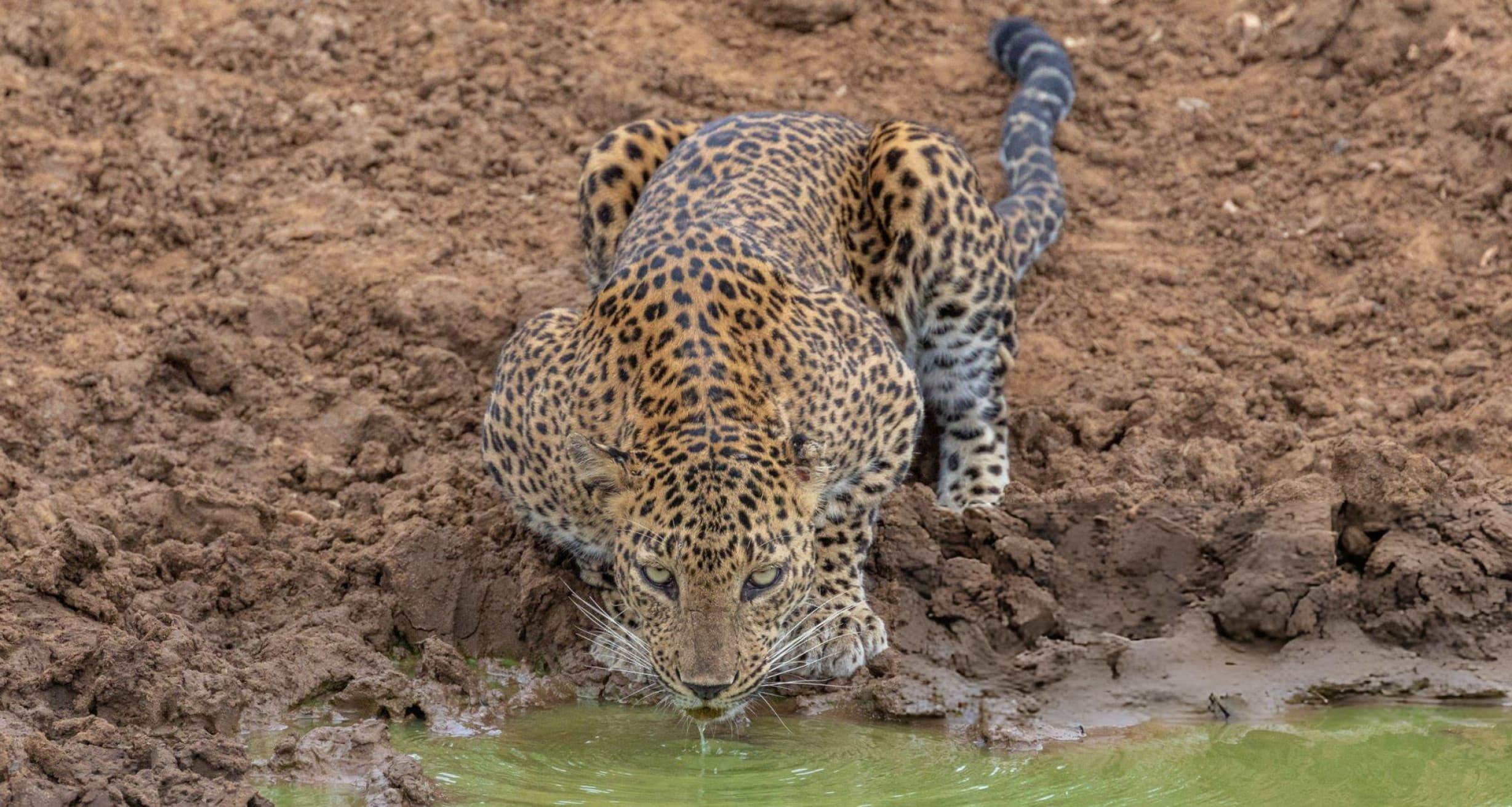 How to See a Leopard at Yala National Park: Expert Tracking Tips from Our Naturalist Guides