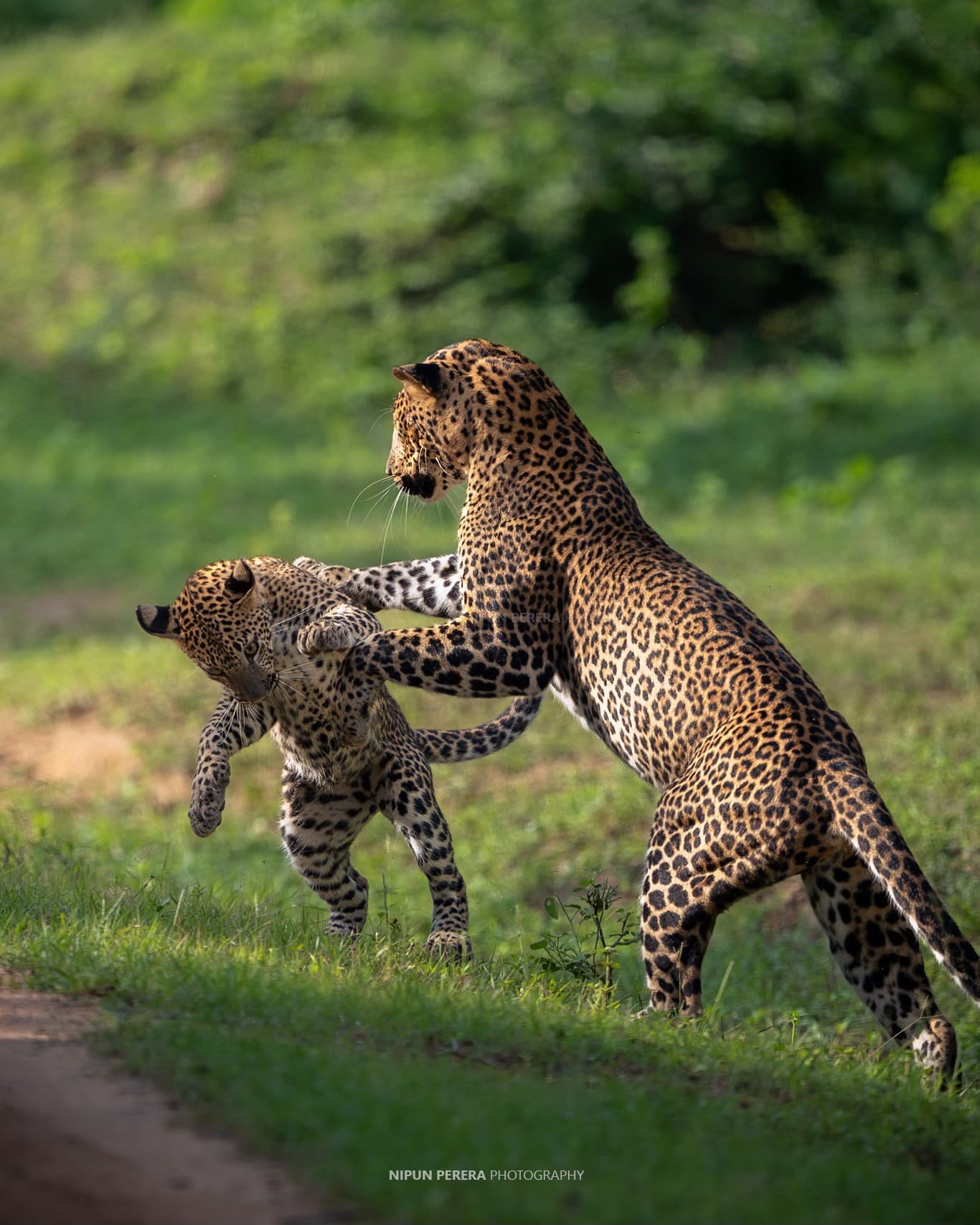 Multiple jeeps gathered at a leopard sighting inside Yala National Park Block 1 during peak safari season