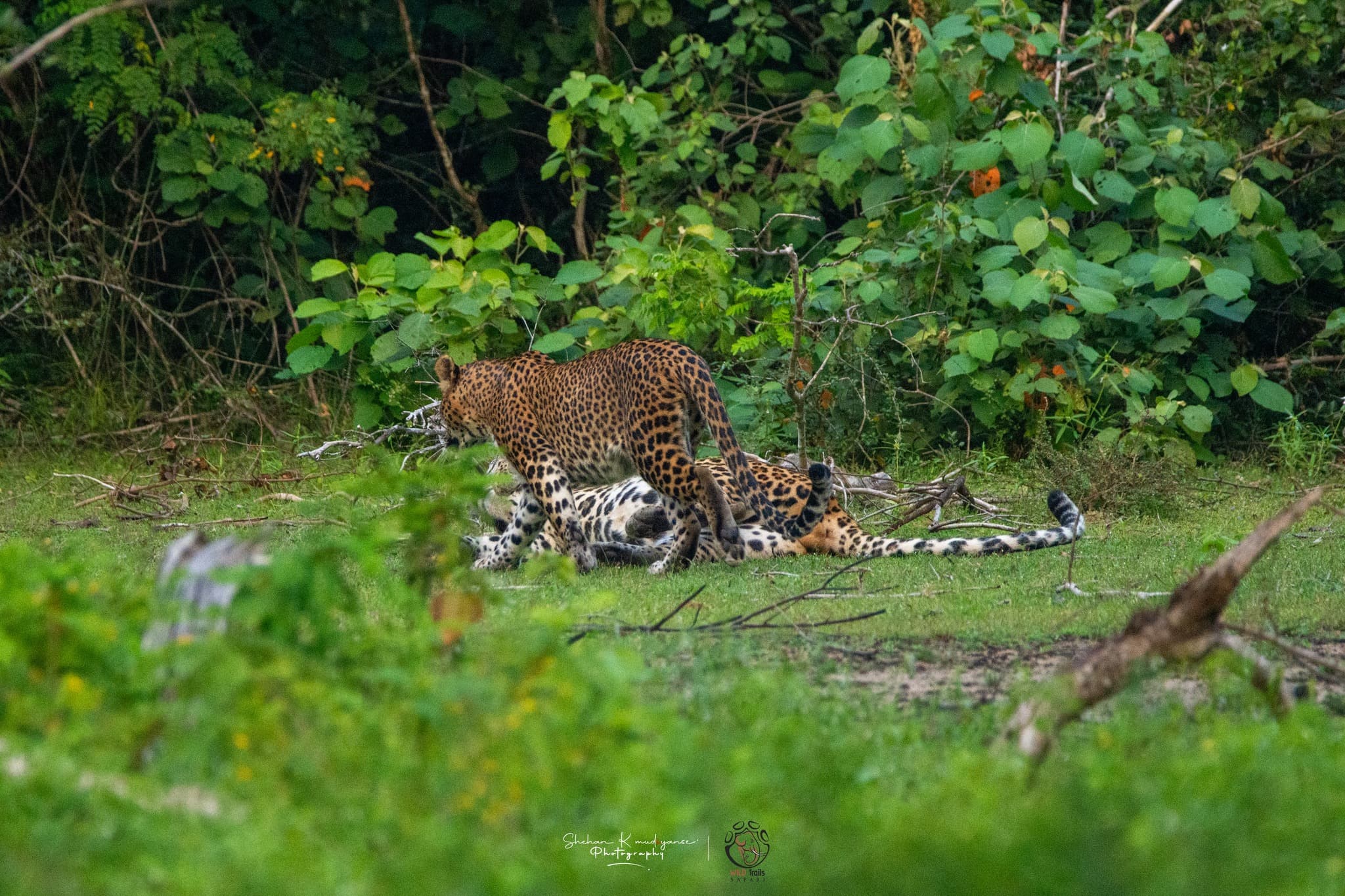 Open scrub terrain inside Yala National Park Block 1 during dry season providing excellent leopard visibility