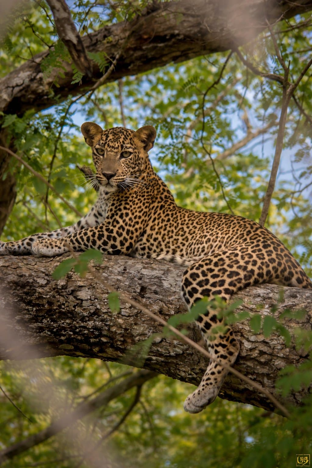 Exclusive wilderness experience inside Yala National Park Block 5/6 with no other jeeps in sight and dense green habitat
