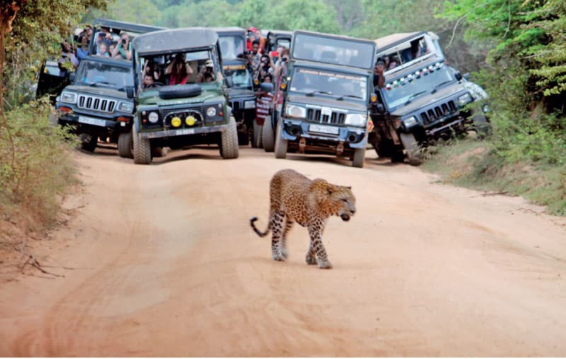 Full day private jeep safari covering both Block 1 in the morning and Block 5/6 in the afternoon at Yala National Park
