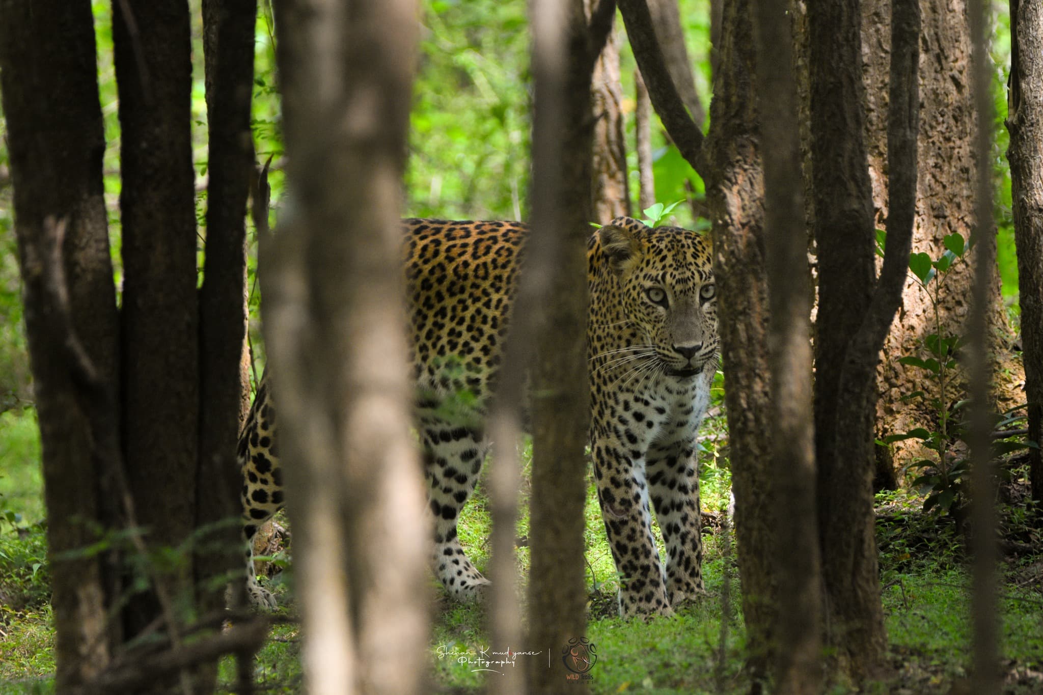 Leopard moving through open scrub in late afternoon light at Yala National Park Block 1 as wildlife activity resumes after midday