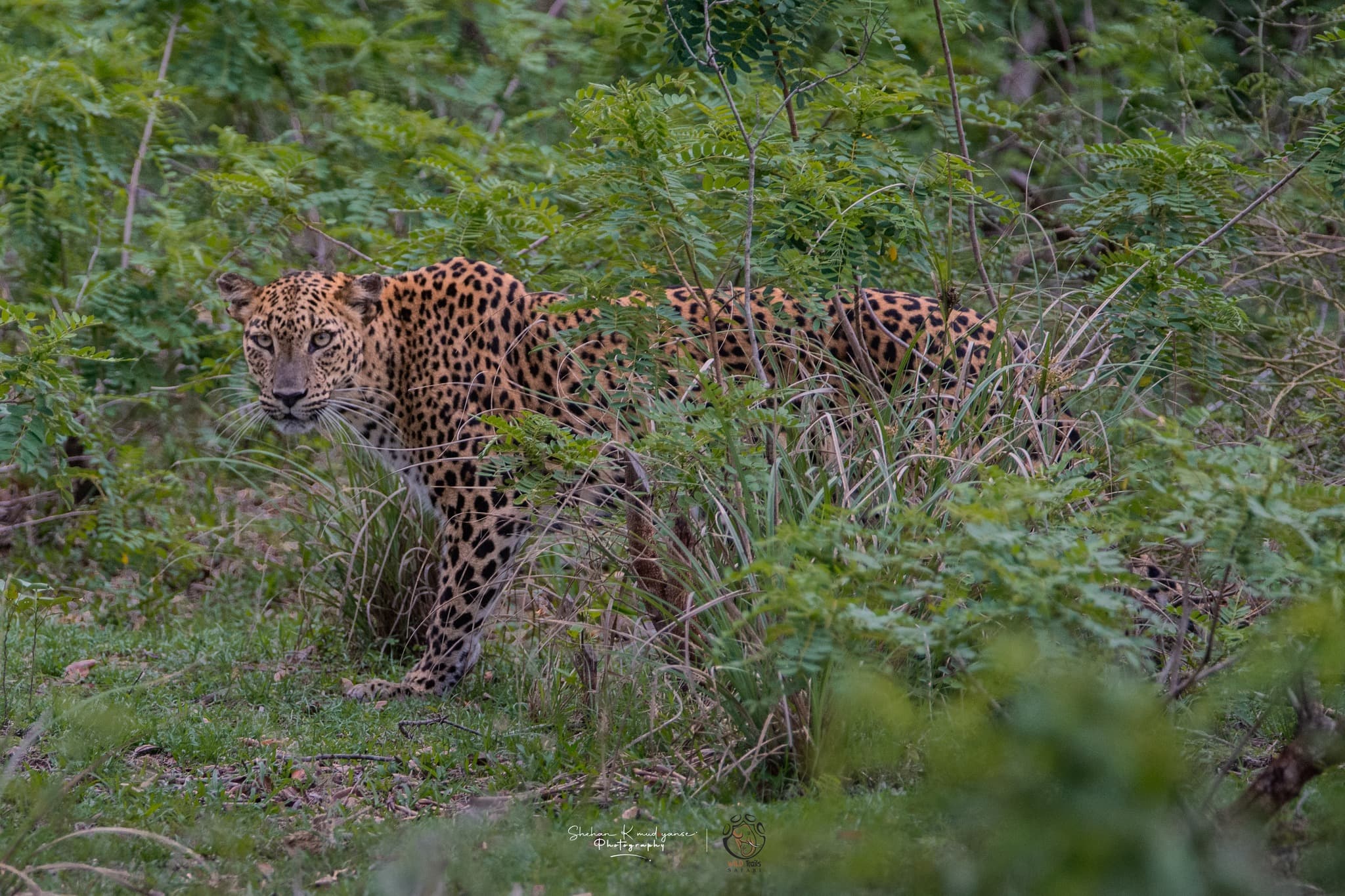 Leopard resting on a rocky outcrop in the early morning golden light inside Yala National Park Block 1 during peak morning activity
