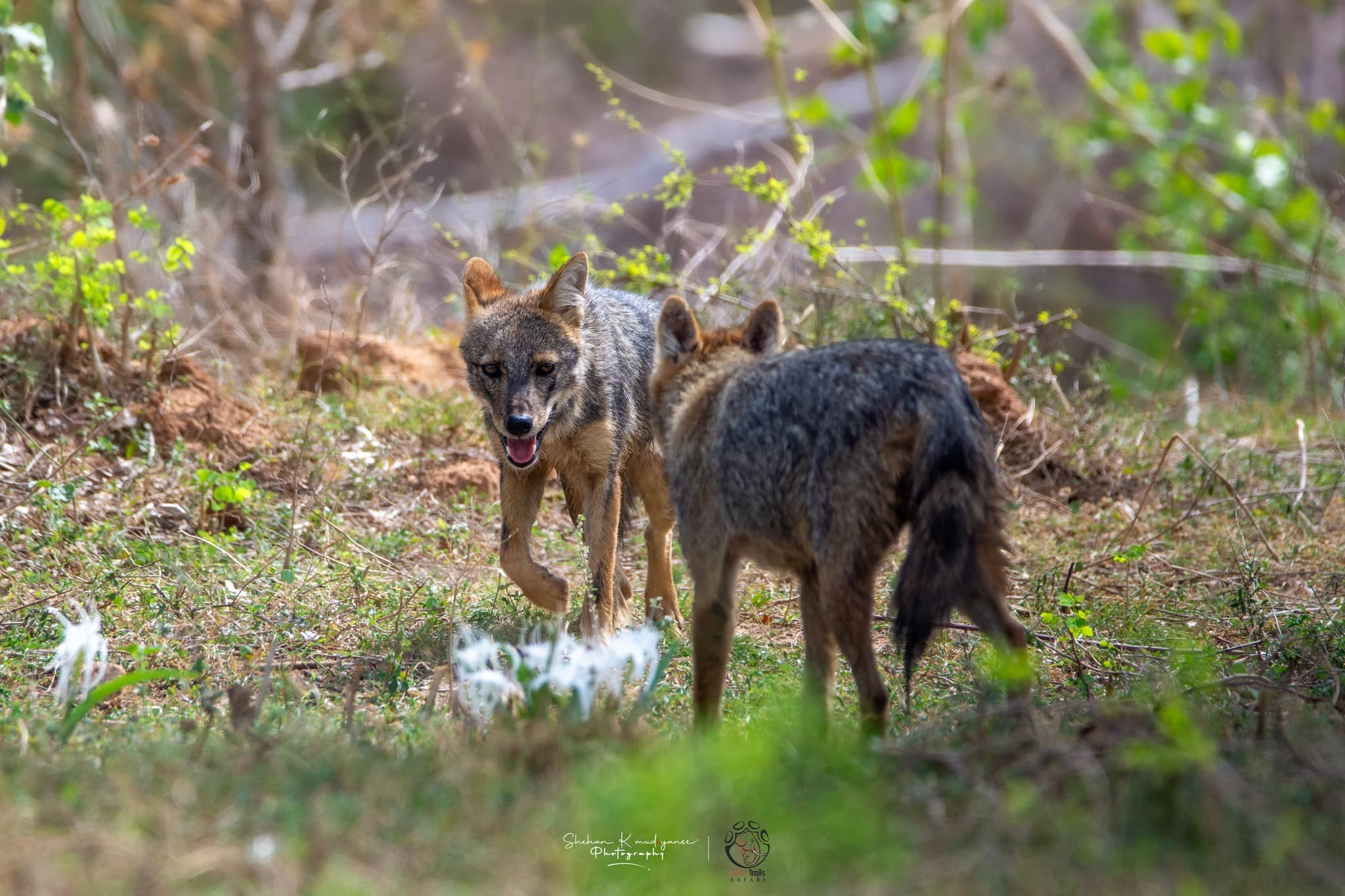 Indian jackal trotting along a jeep track inside Yala National Park Block 1 in the early morning light