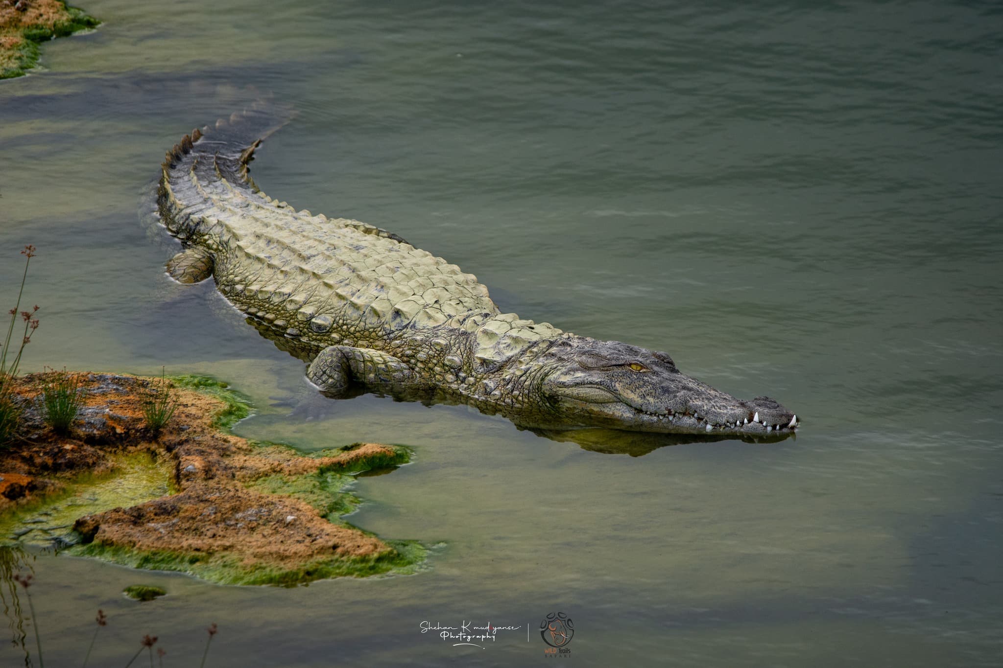 Large mugger crocodile basking on exposed mudbank at the Menik River inside Yala National Park Block 1
