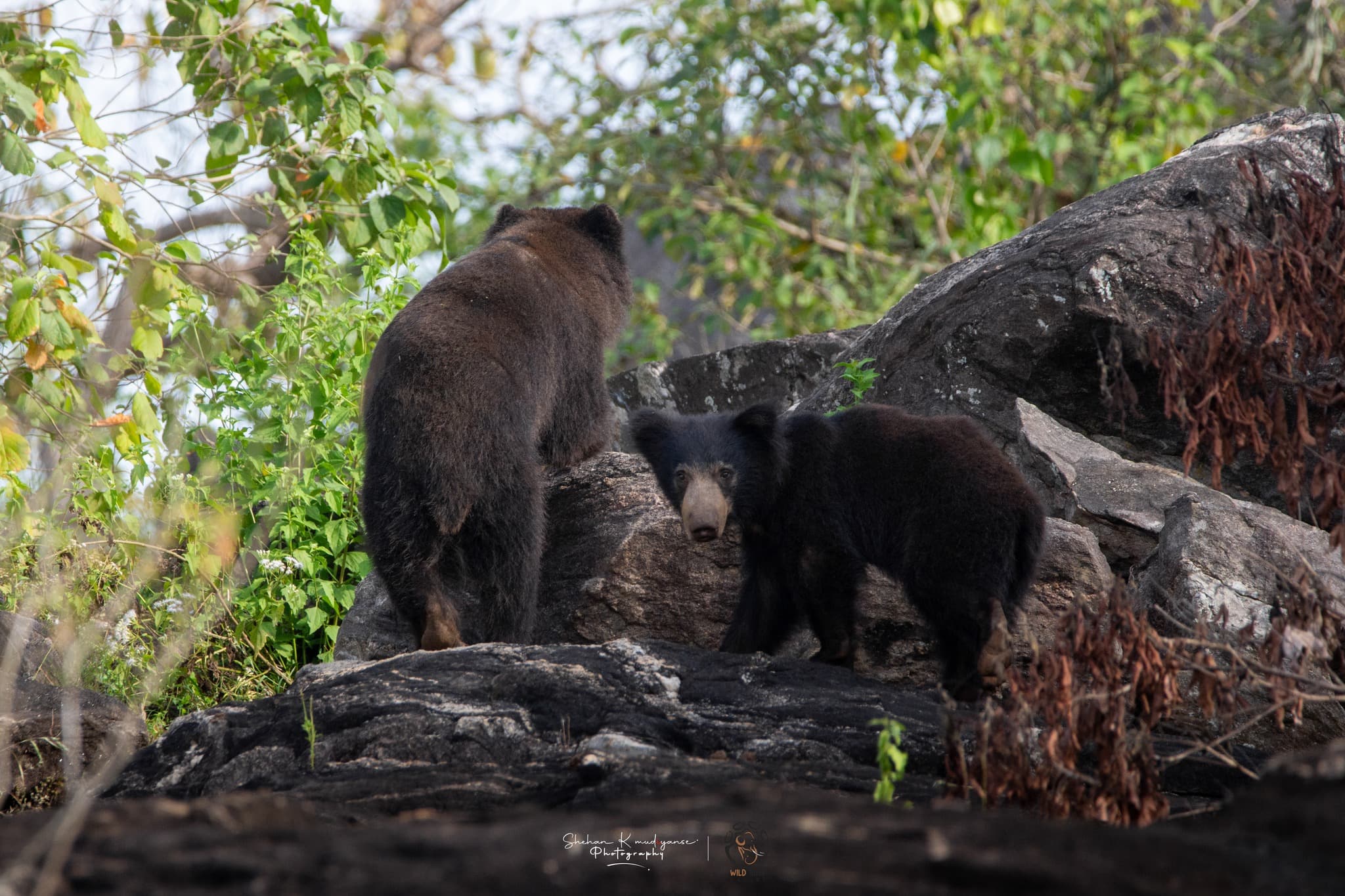 Sri Lankan sloth bear foraging in rocky scrubland inside Yala National Park Block 1 showing distinctive chest marking