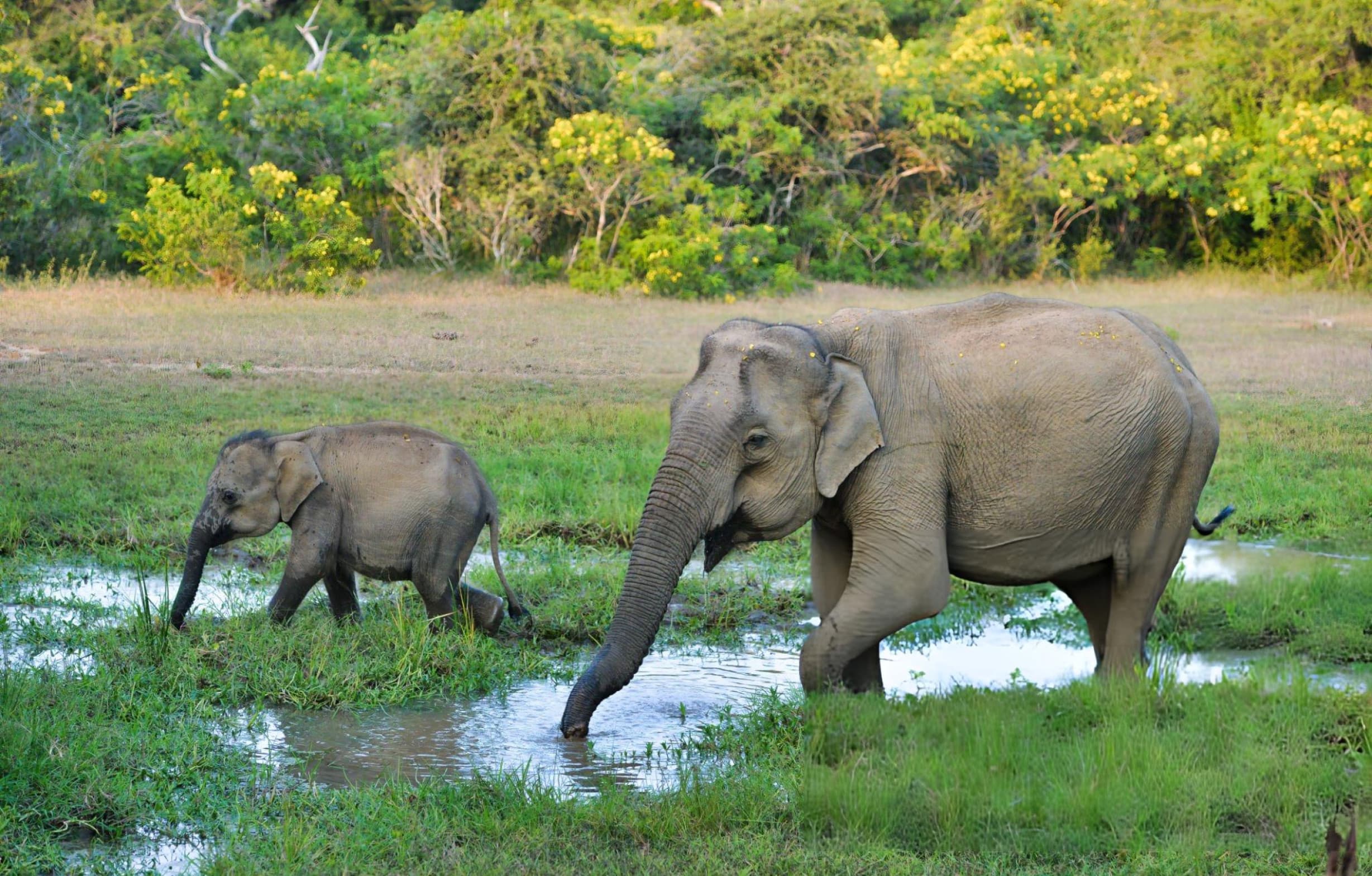 Sri Lankan elephant herd with calves at the Menik River inside Yala National Park Block 1