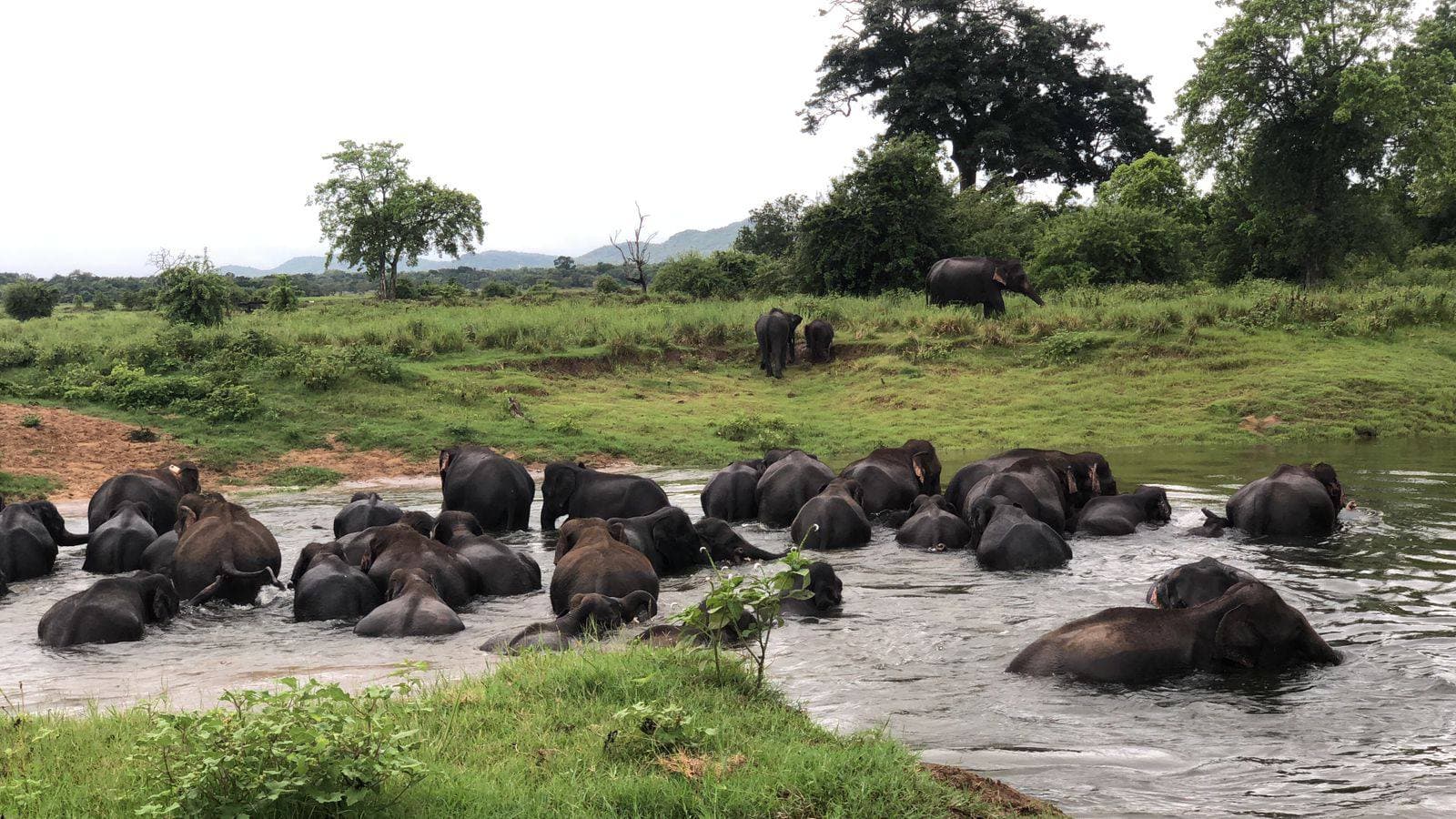 Yala National Park wet season wildlife with lush green vegetation and elephant herd in Block 5/6