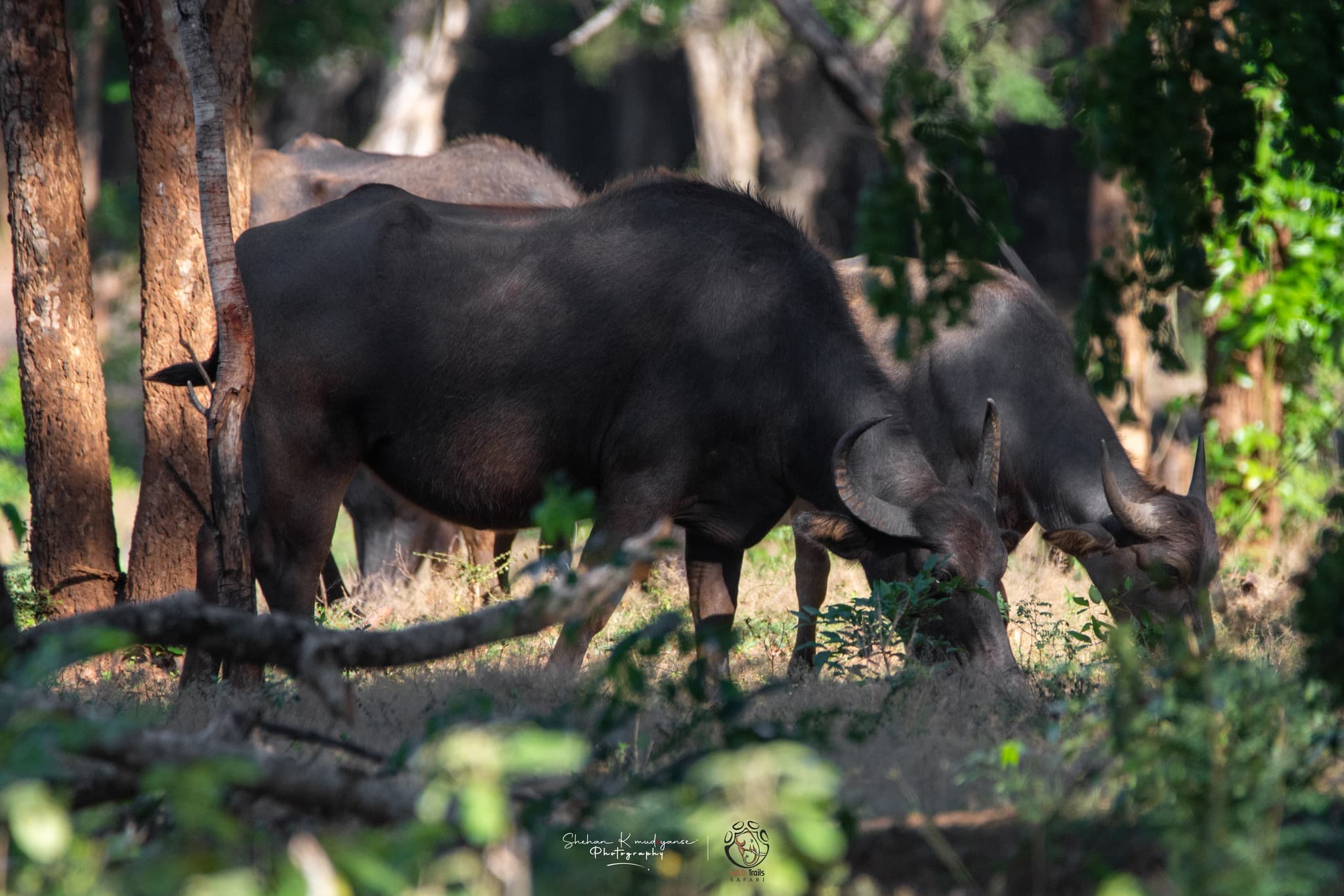 Wild water buffalo herd in open grassland inside Yala National Park with large bulls showing impressive curved horns