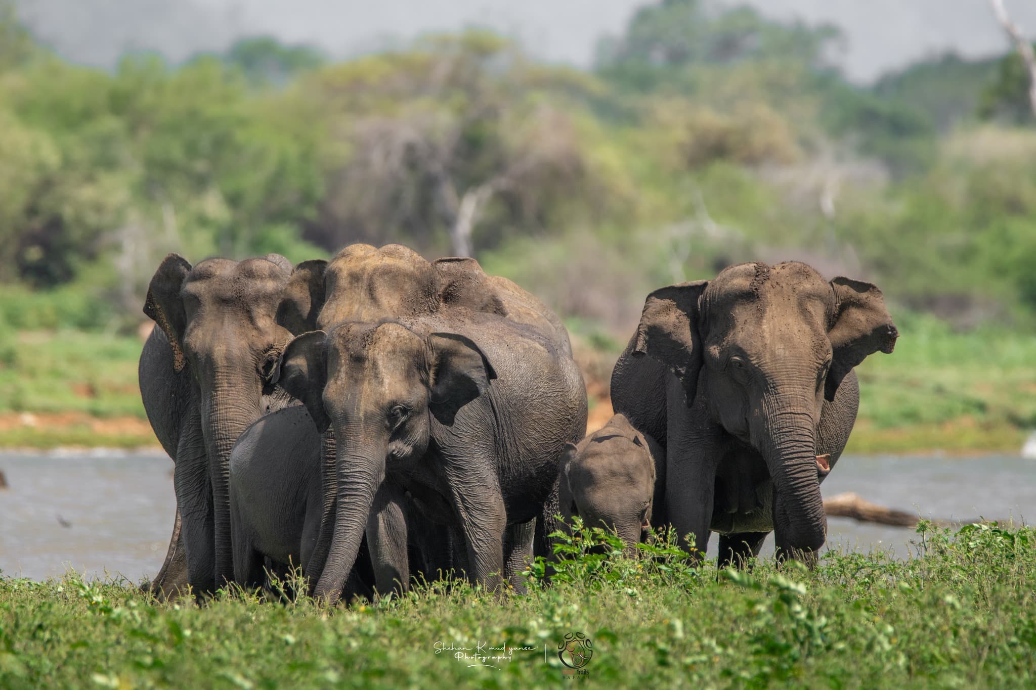 Elephant herd drinking and bathing at the Menik River inside Yala National Park Block 1 in July during dry season concentration