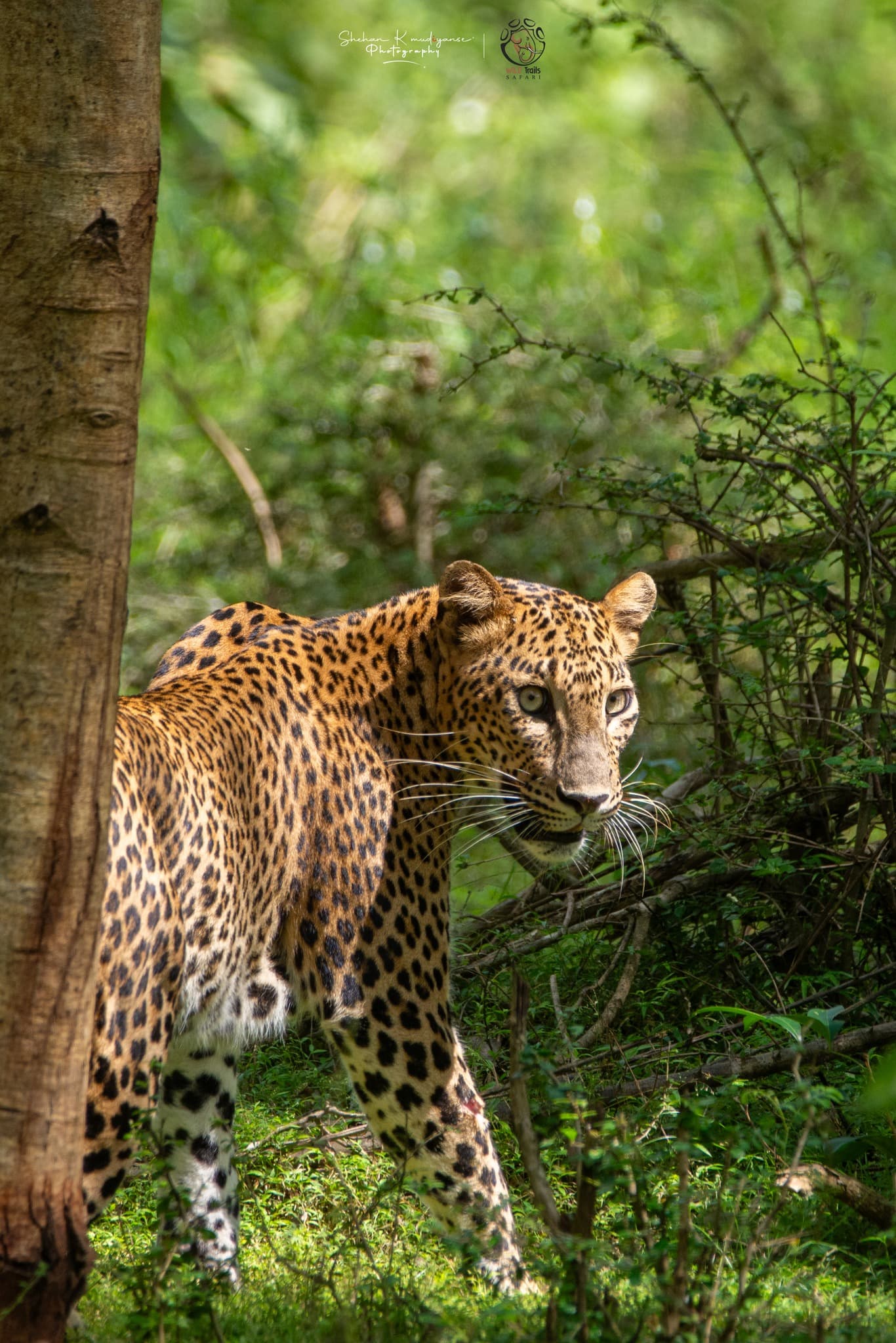 Wildlife photographer in a safari jeep at Yala National Park in July with optimal dry season light conditions for leopard photography