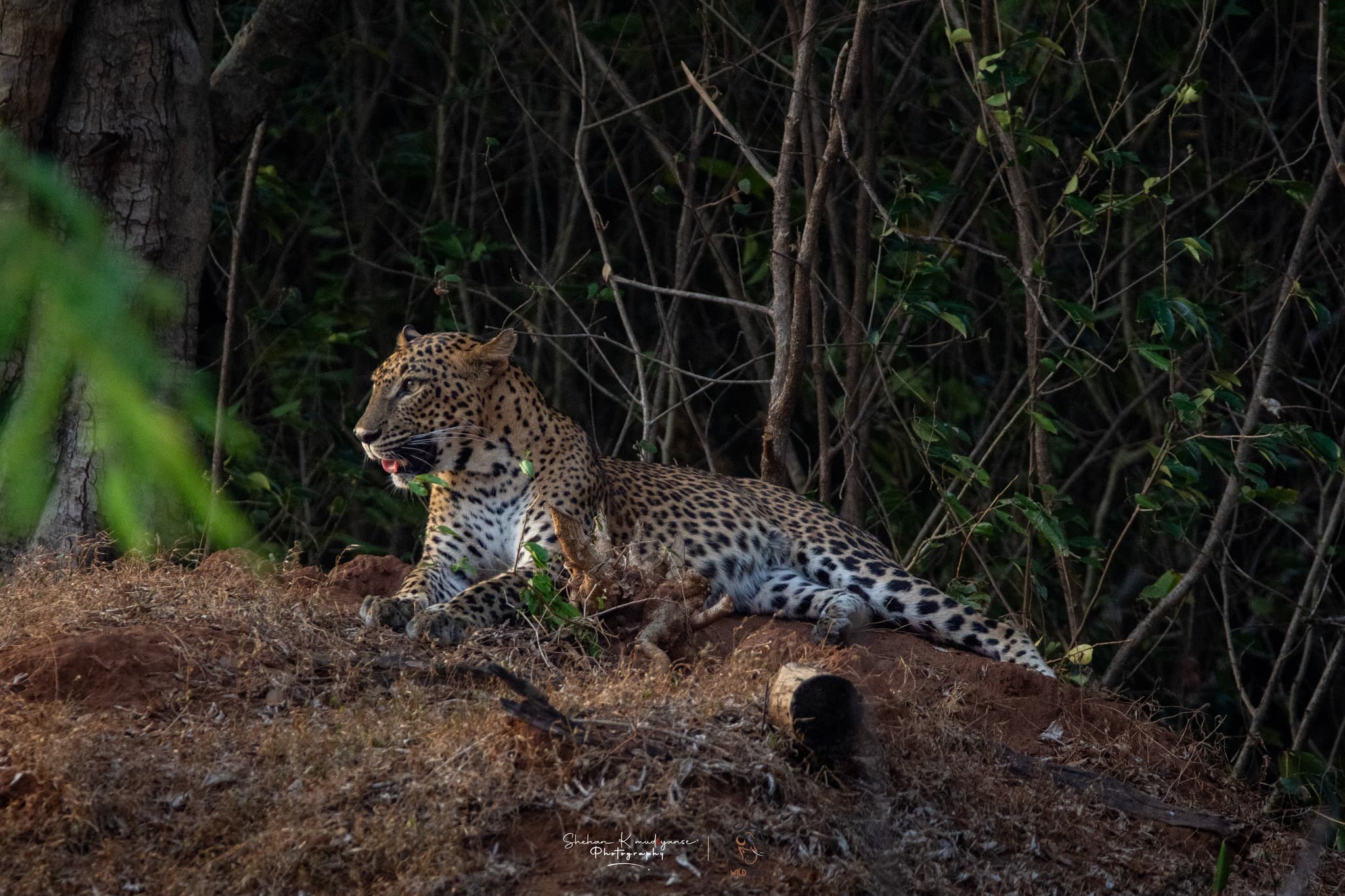 Yala National Park Leopard Safari