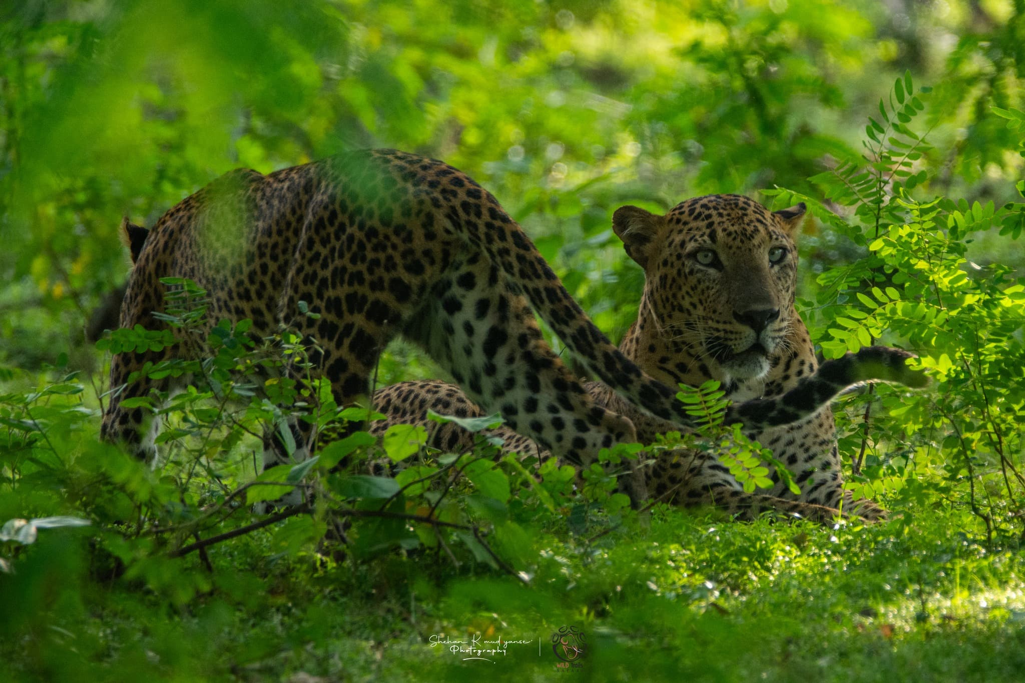 Book your private leopard safari at Yala National Park with Yala Jeep Safaris expert naturalist guides