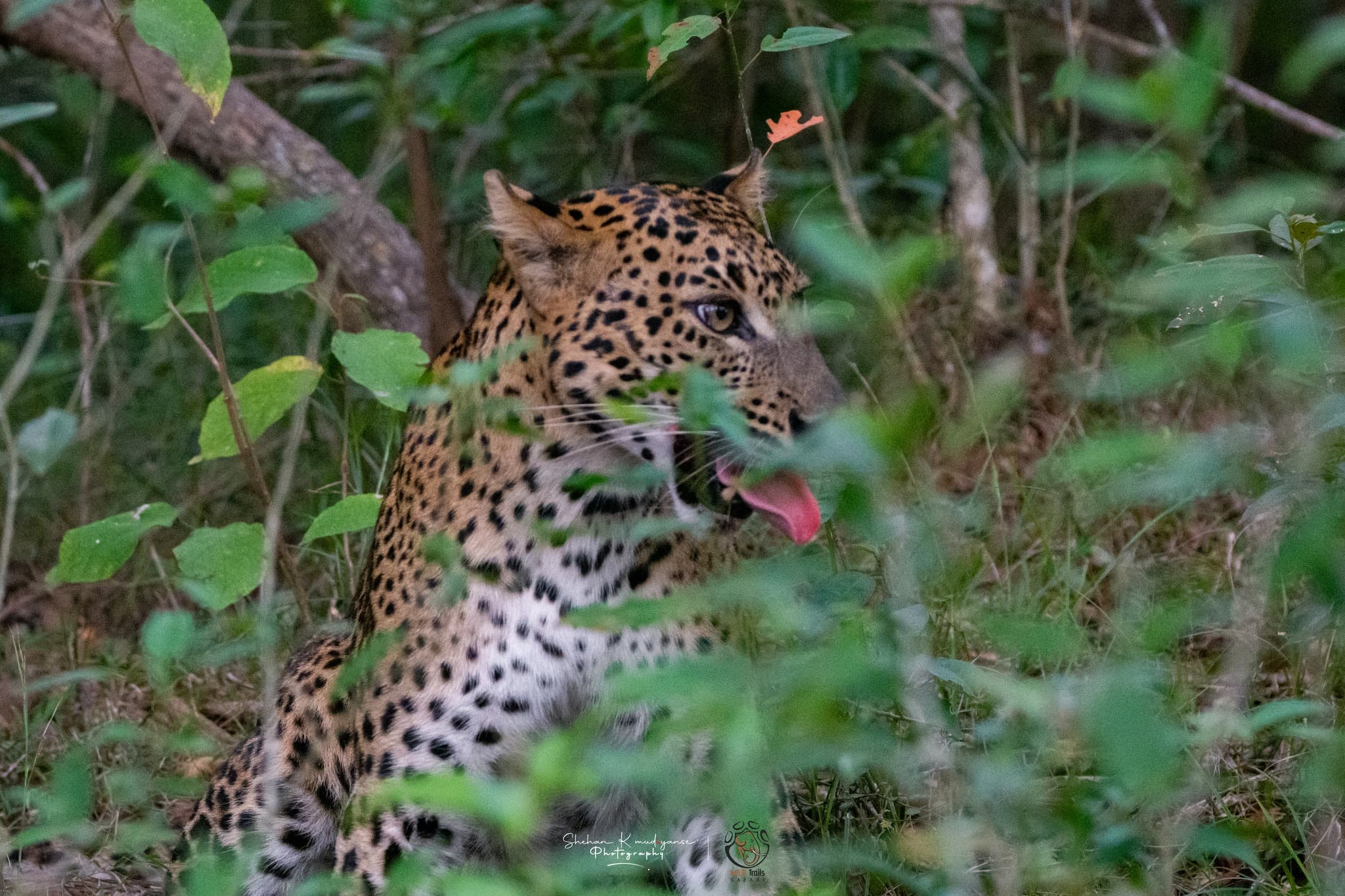 Book your July Yala National Park private safari with Yala Jeep Safaris expert naturalist guides for peak dry season leopard encounters