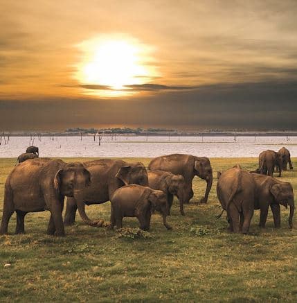 Book a private wildlife photography safari with Yala Jeep Safaris expert naturalist guides at Yala National Park Sri Lanka