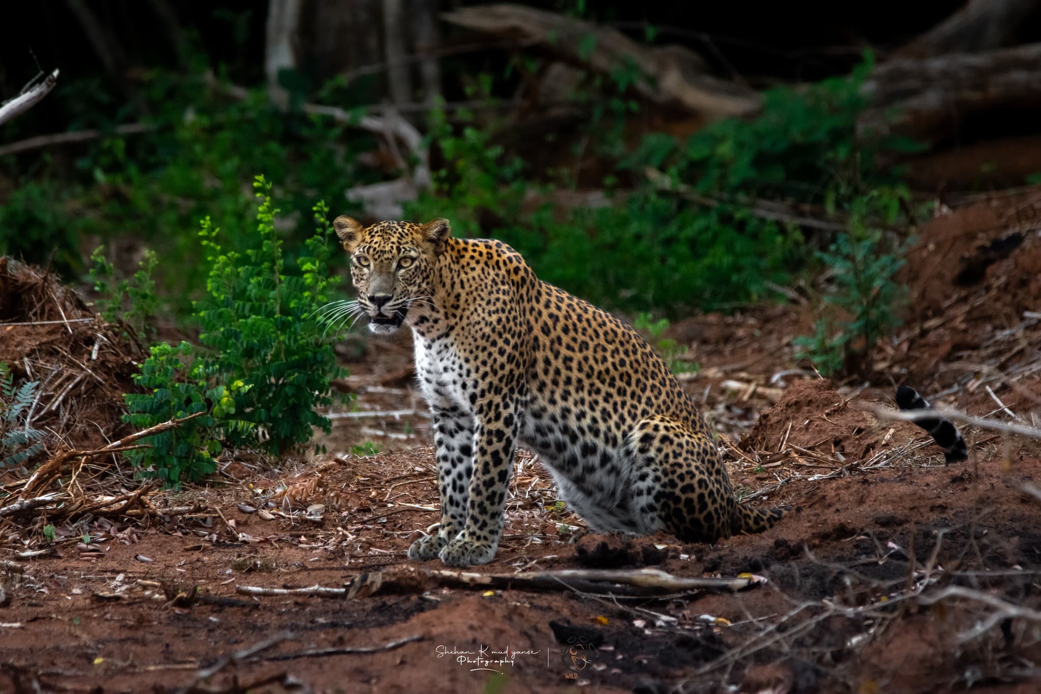 Wildlife and landscape at Yala National Park