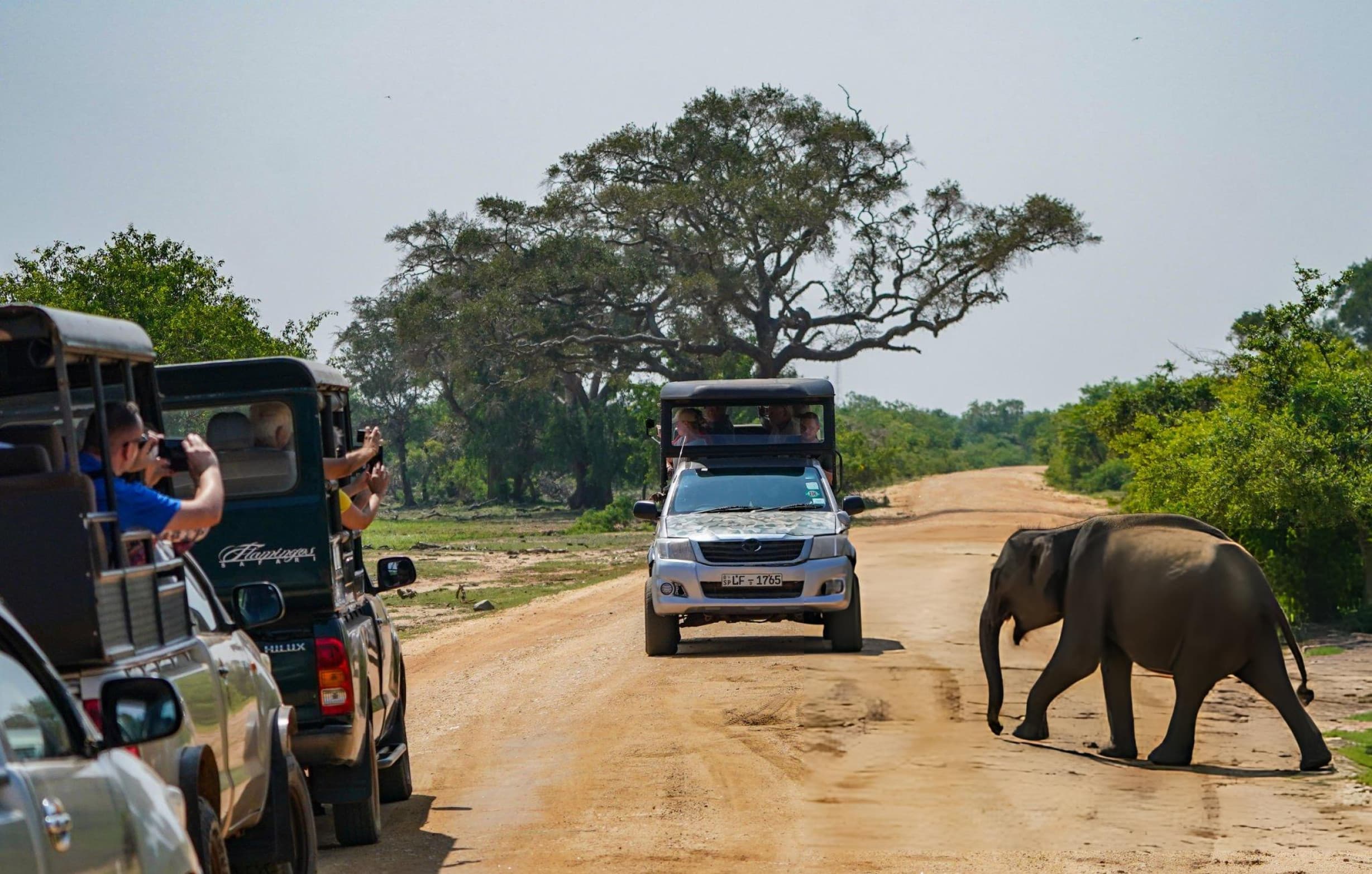 Private jeep covering Block 1 and Block 5/6 at Yala