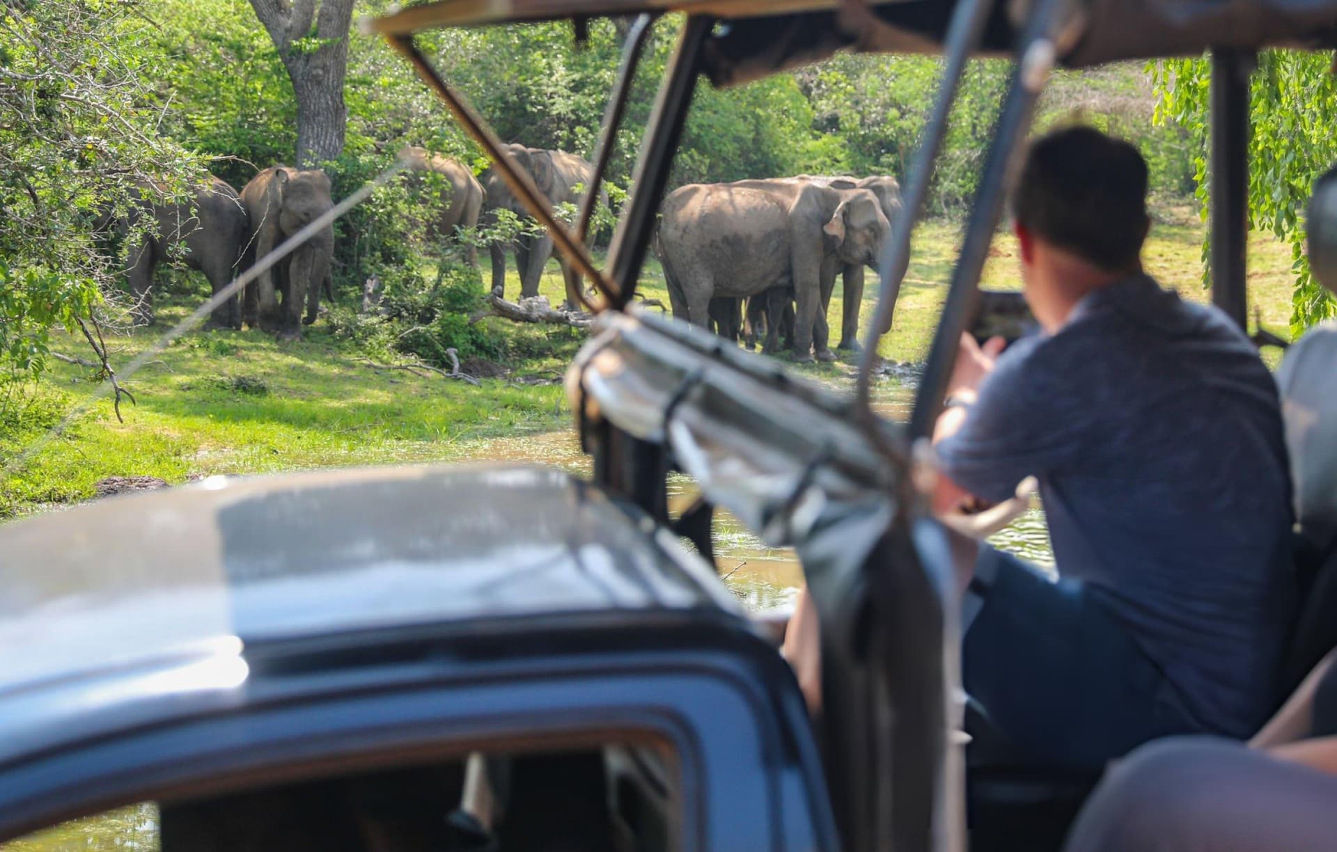 Full day private jeep safari covering Block 1 and Block 5/6 at Yala National Park