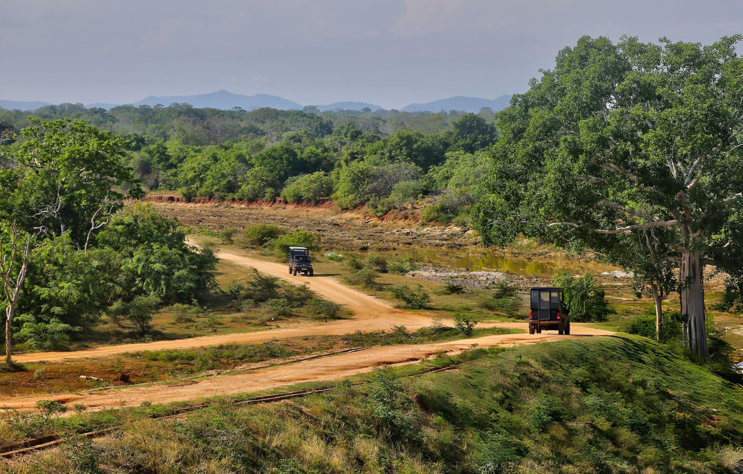 Wildlife encounter on a Yala half day jeep safari