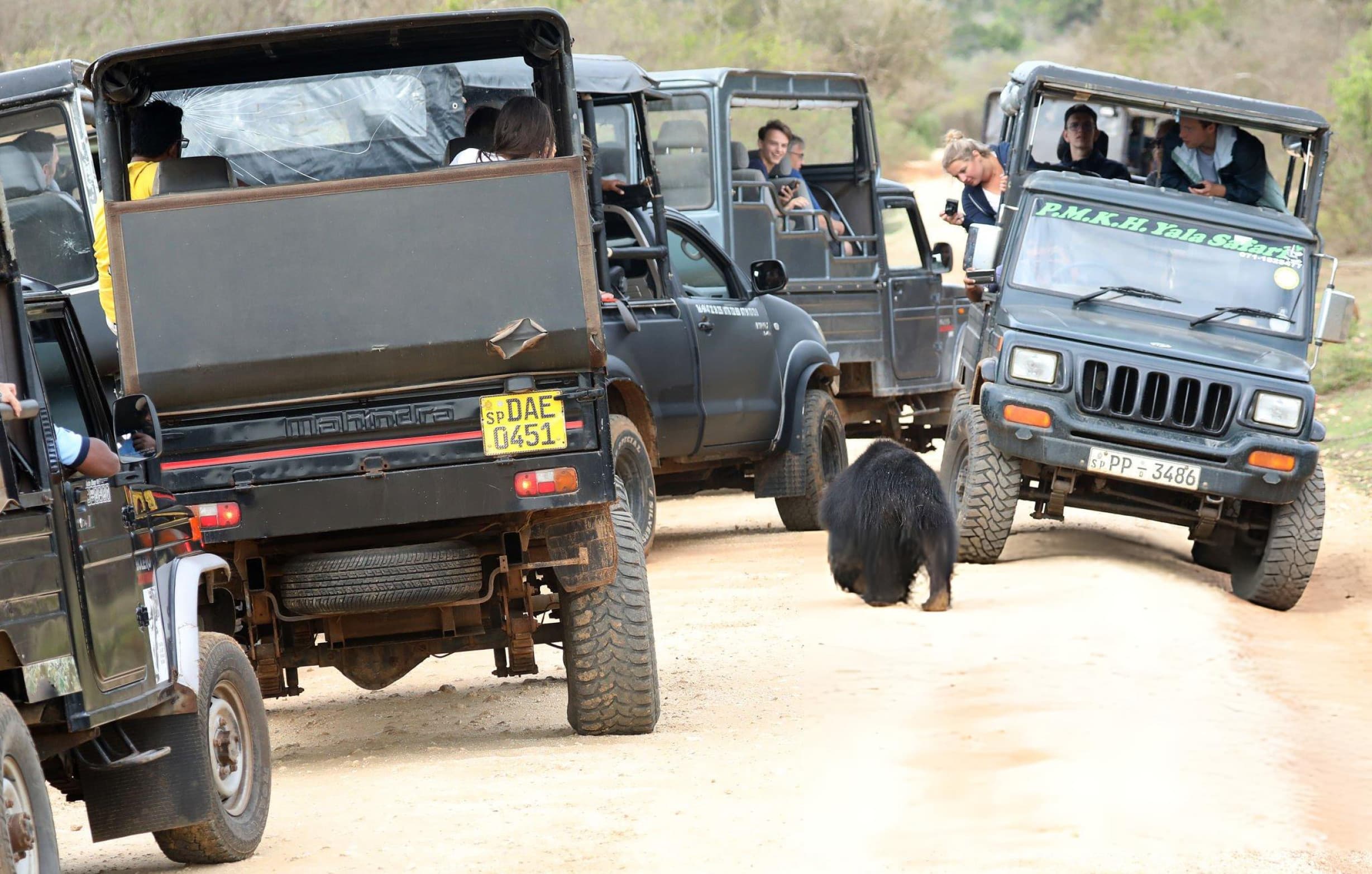 Morning leopard tracking on a Yala half day safari
