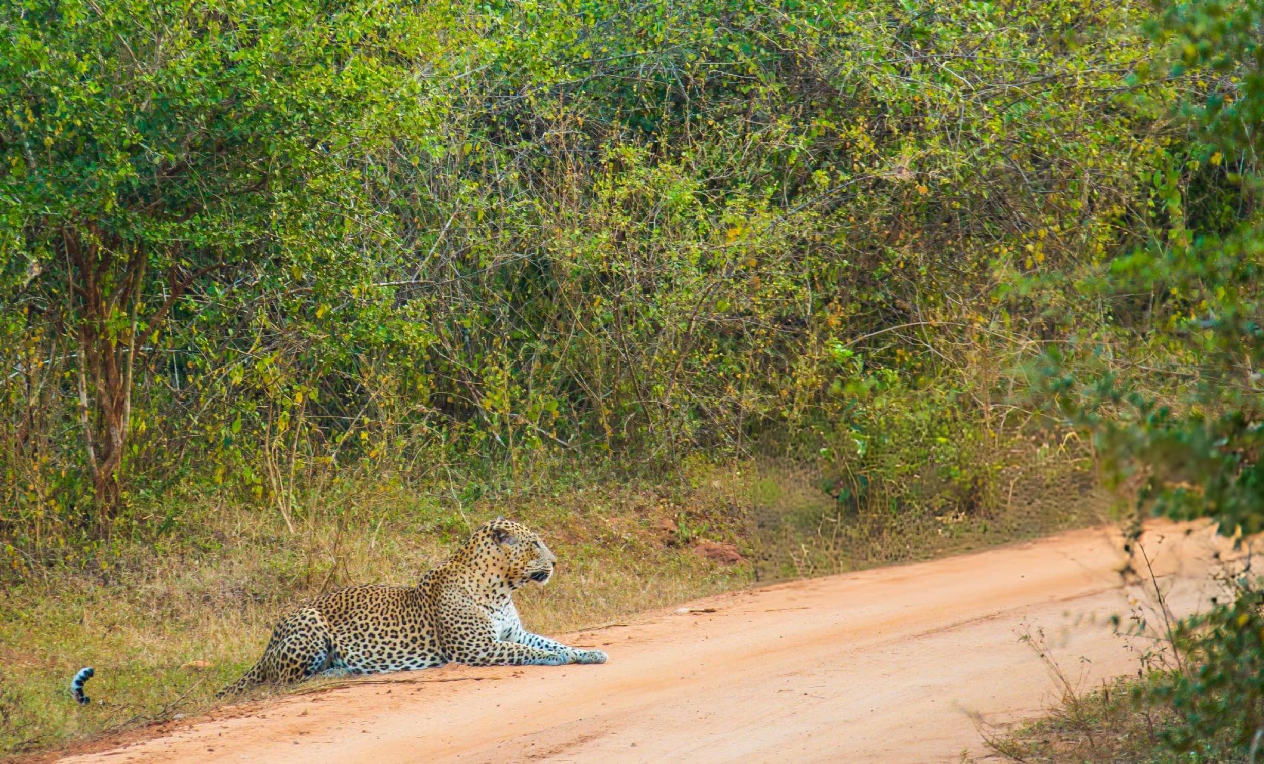 Private half day jeep safari inside Yala National Park Block 1
