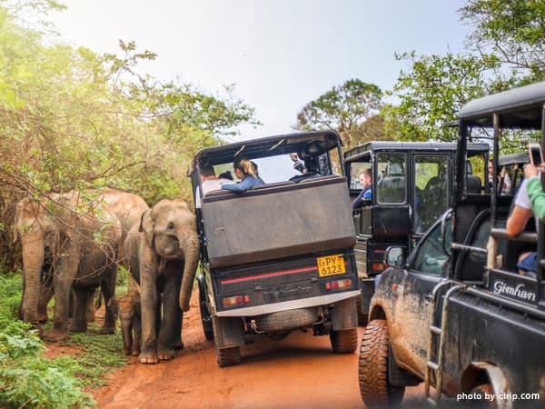 Leopard sighting on a private jeep safari at Yala National Park Sri Lanka