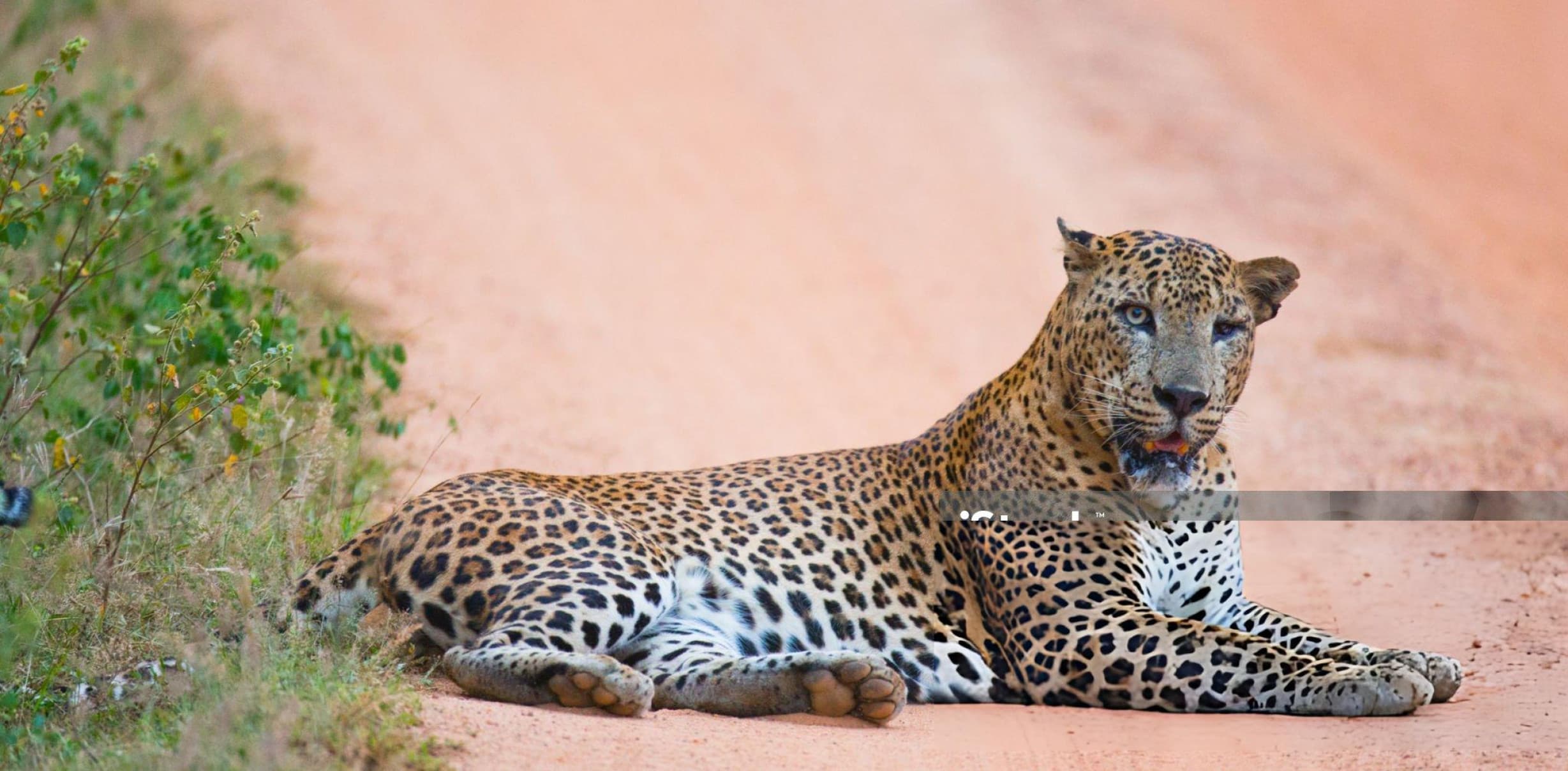 Leopard sighting on a morning safari in Yala Block 1